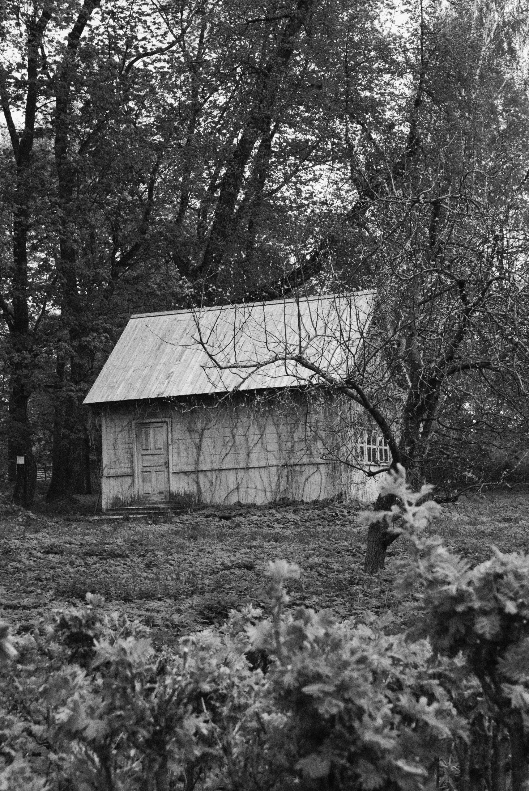 Small wooden shed surrounded by trees and foliage.