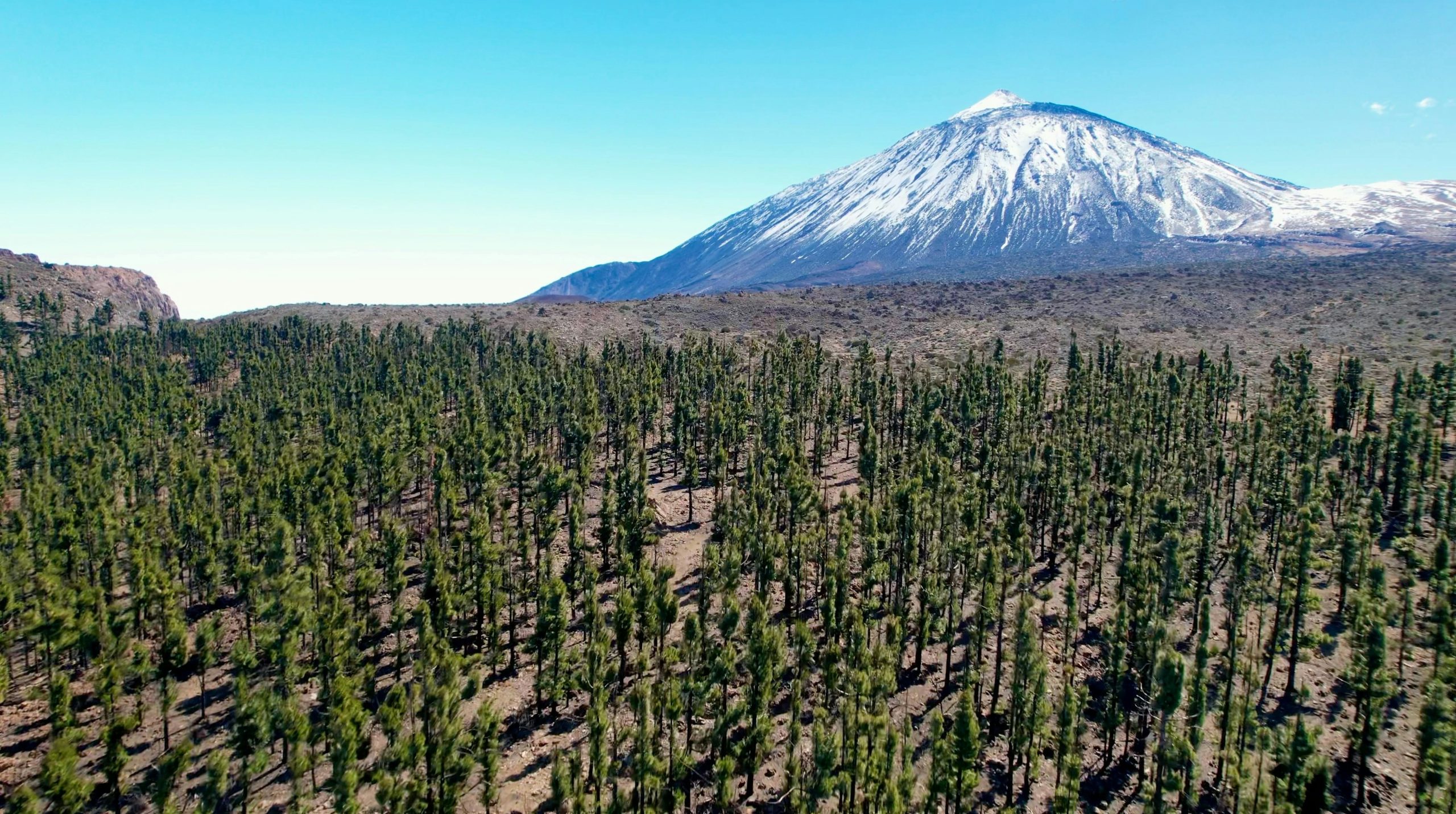 Snow-capped mountain towering over a vast pine forest.
