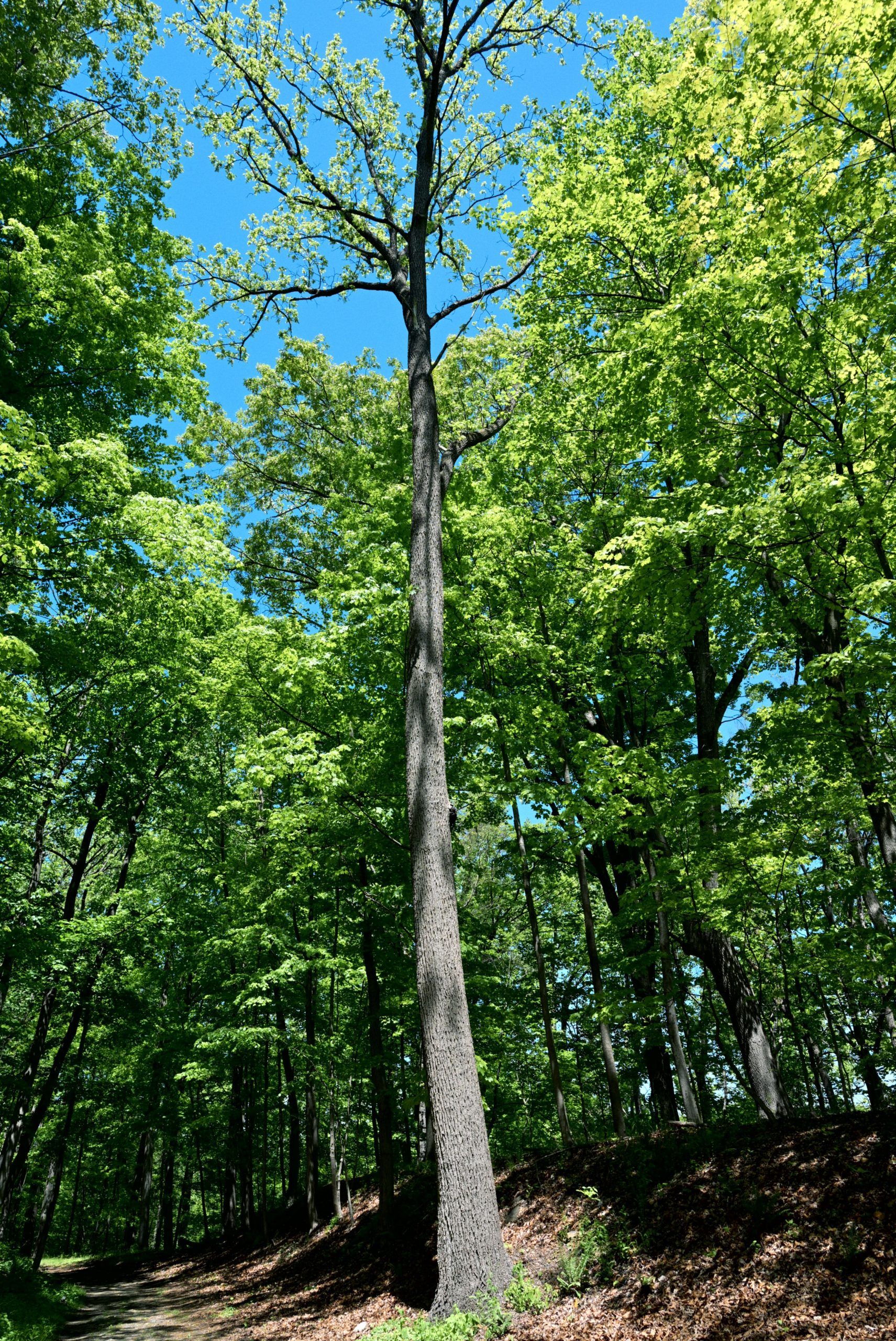 Tall tree in a dense green forest with blue sky.