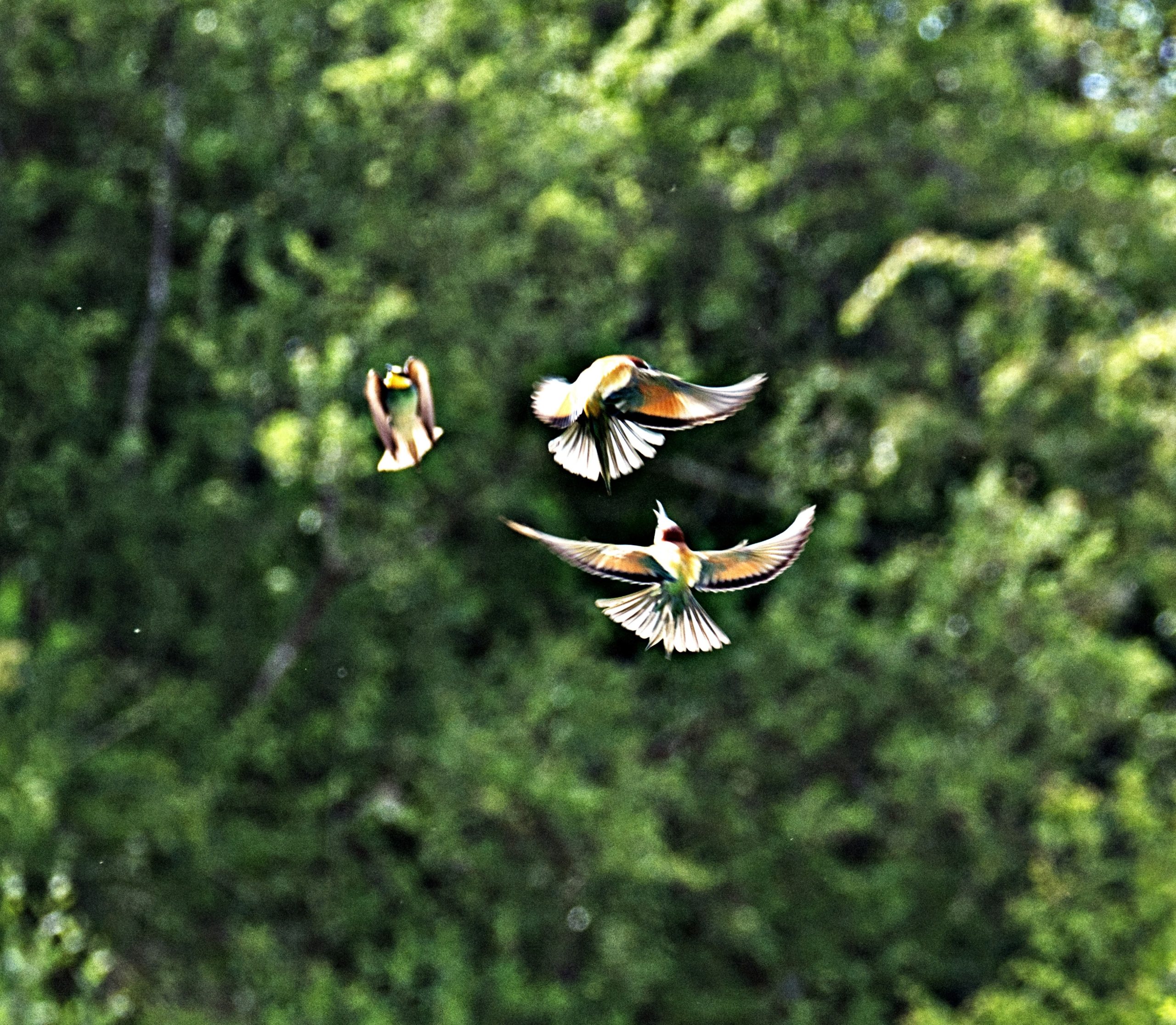 Three birds flying with wings spread against green foliage.