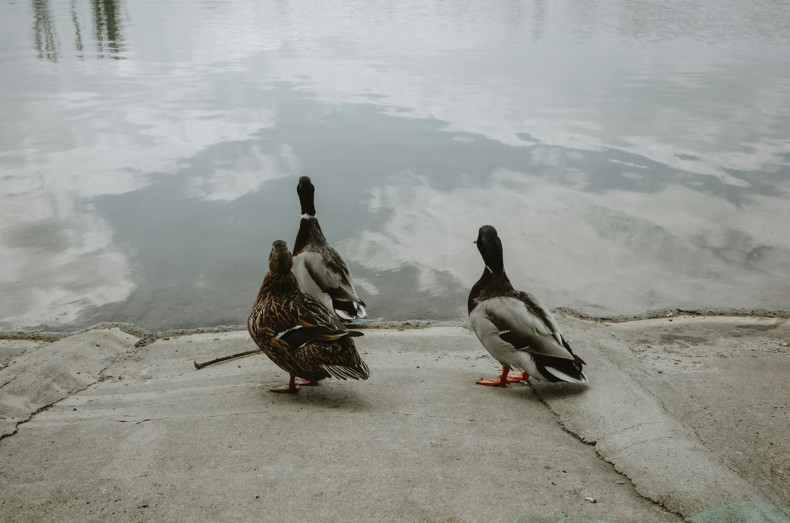Three ducks stand on concrete next to water with reflections.