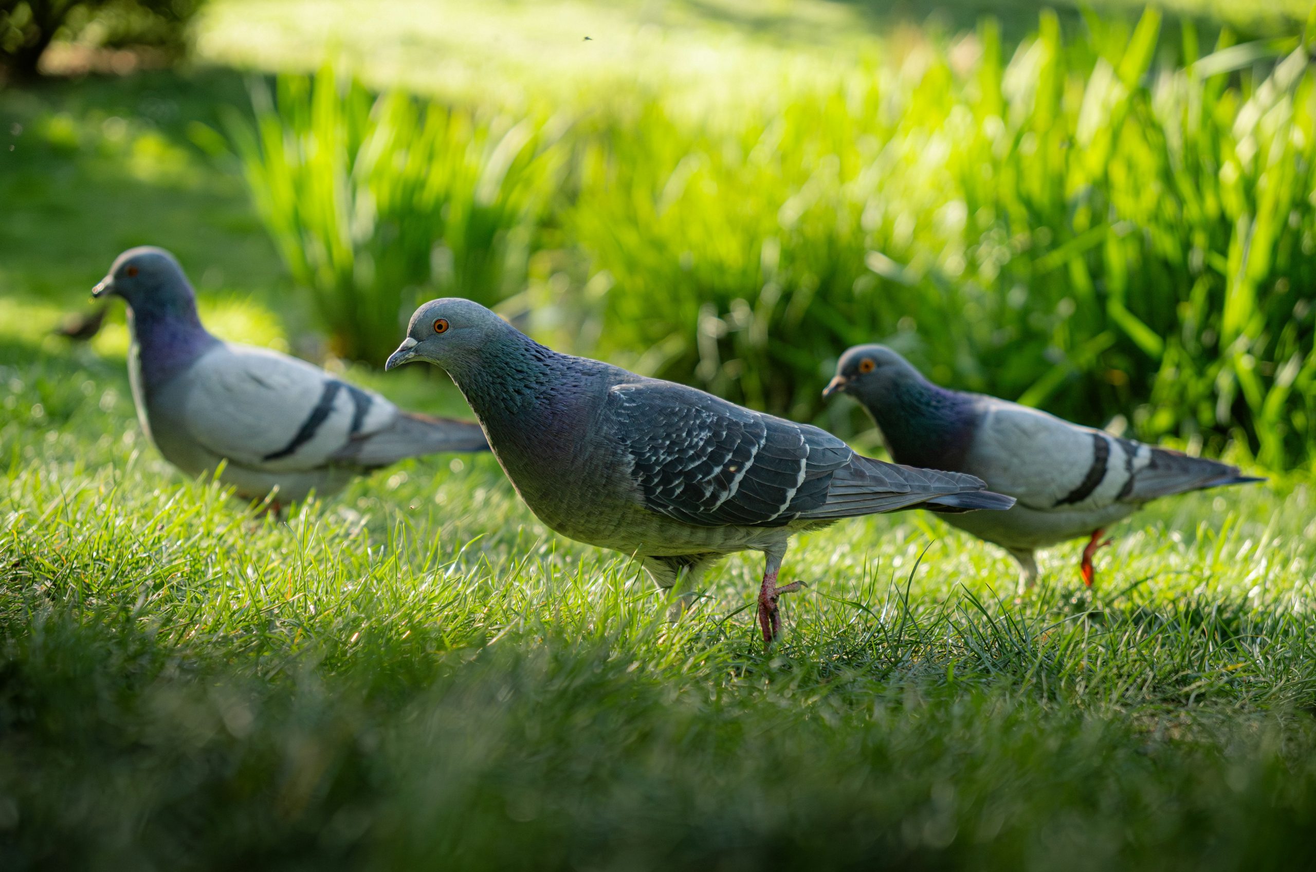 Three pigeons walking on green grass in sunlight