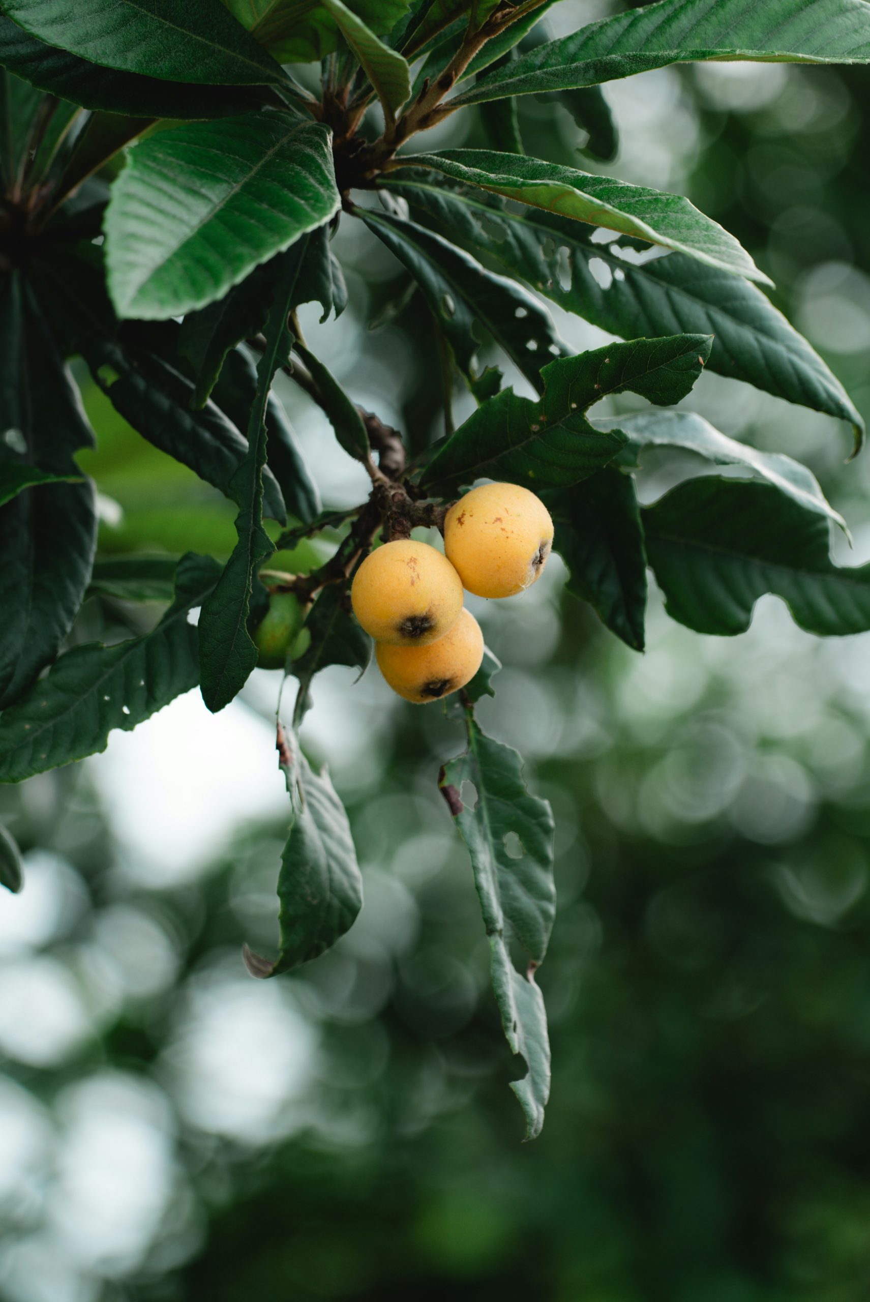 Three yellow fruits on a tree branch with green leaves.