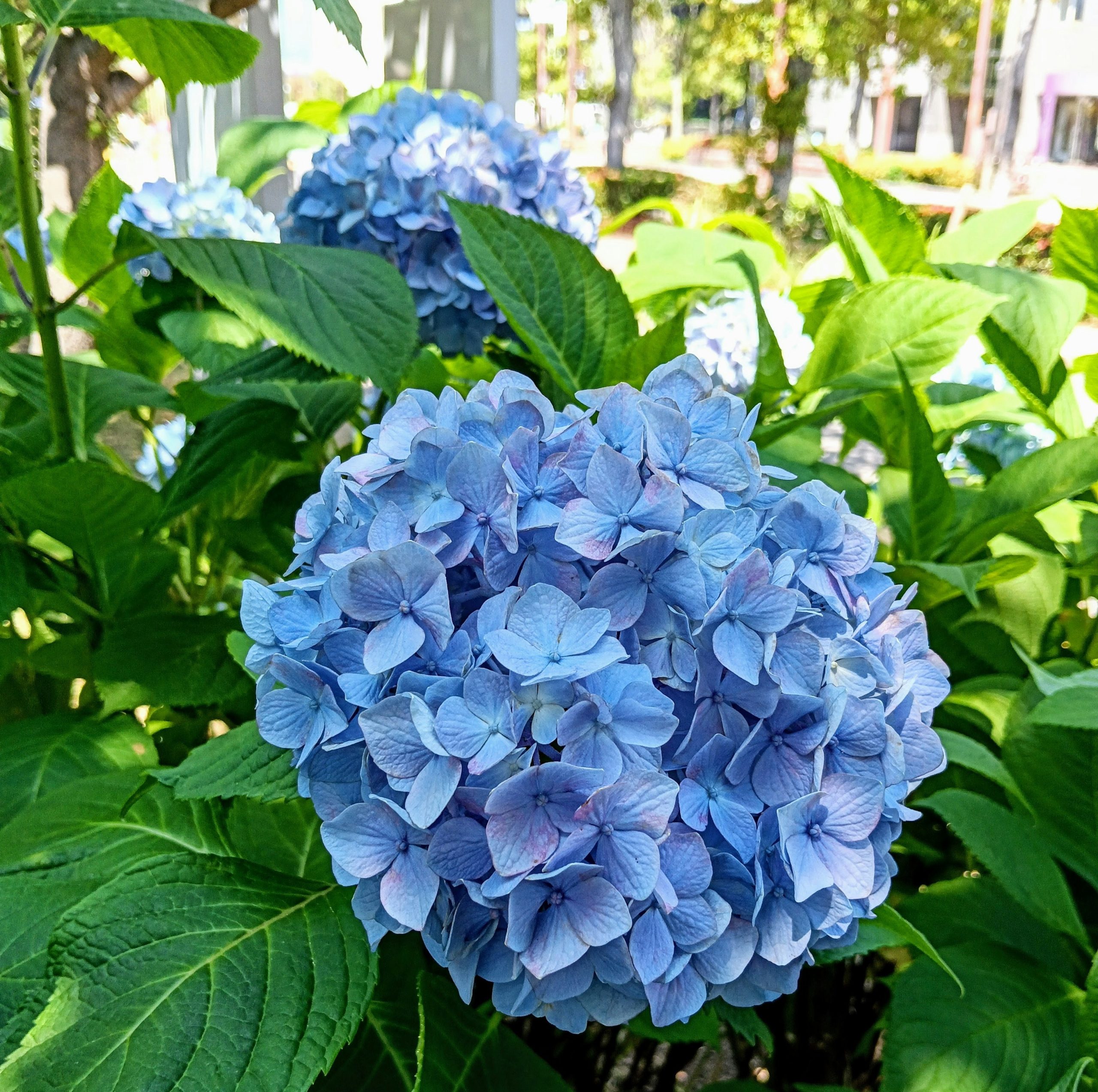Two vibrant blue hydrangeas blooming among green leaves.