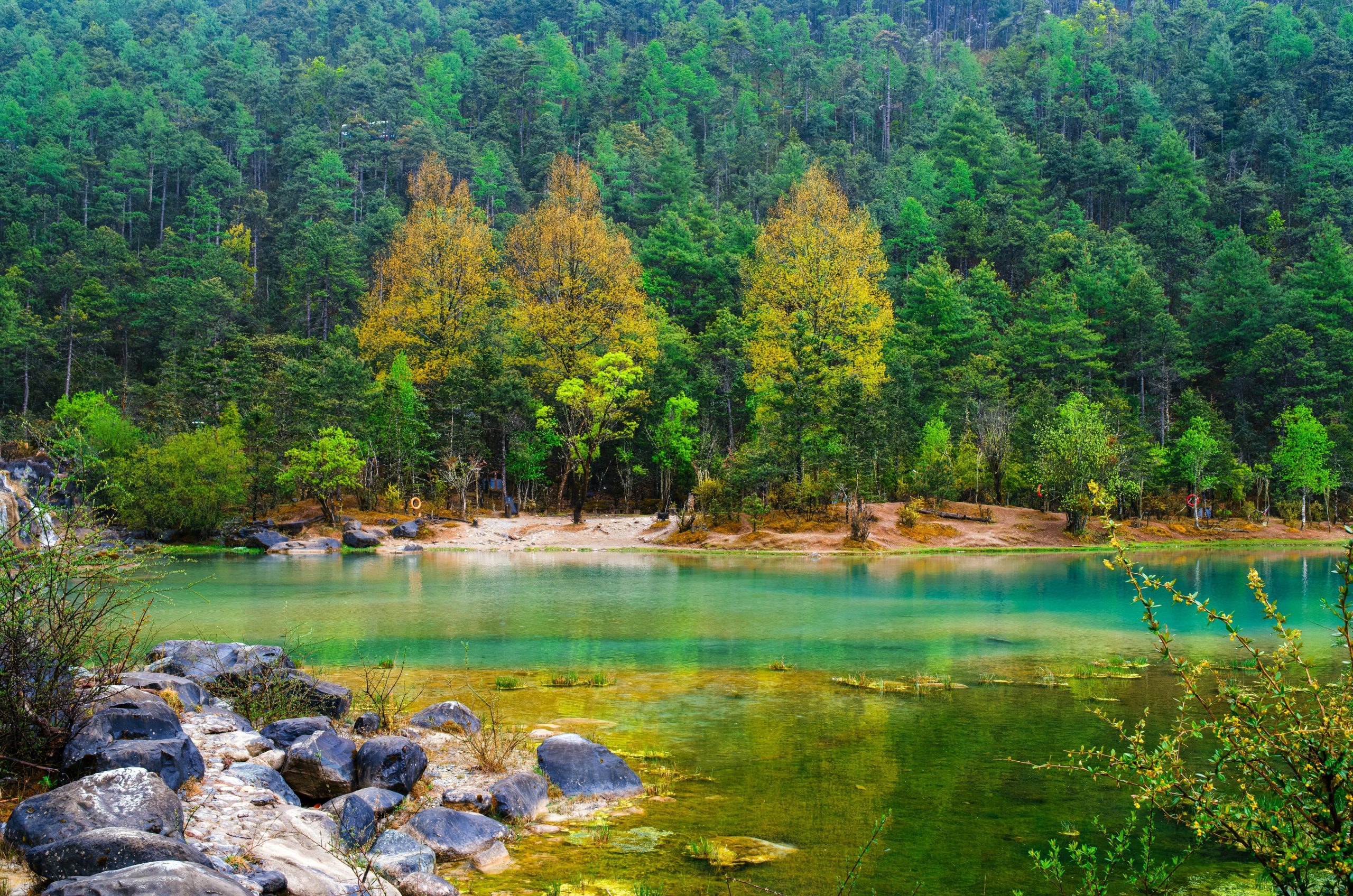 Vibrant forest with autumn trees beside a clear turquoise lake.