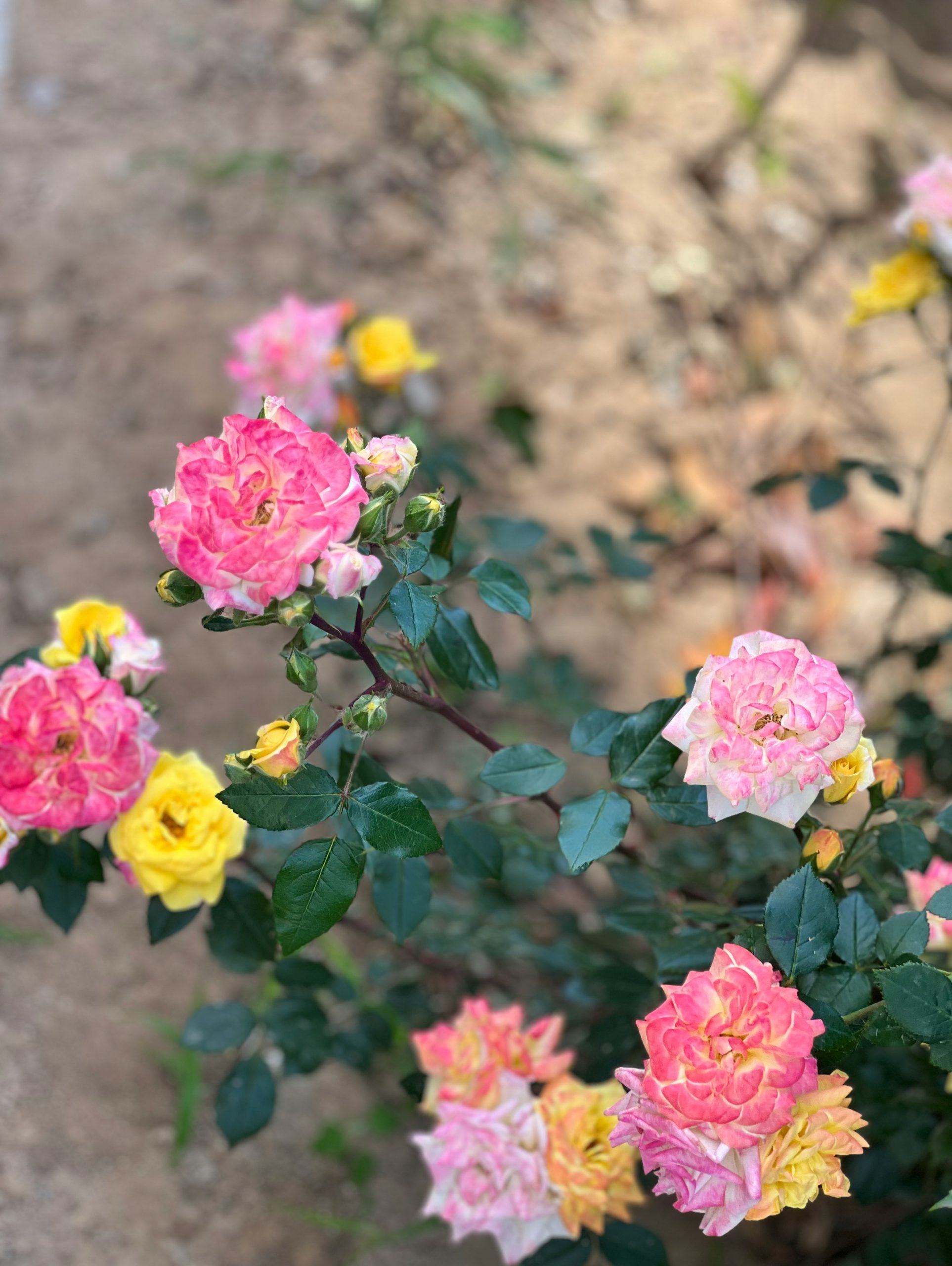 Vibrant pink and yellow roses blooming on a bush.