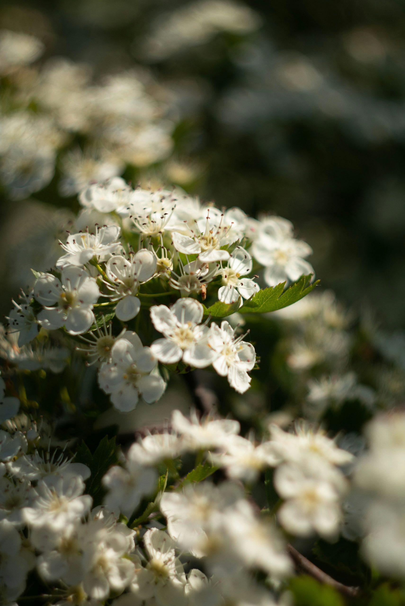 White blossoms on a branch with sunlight.
