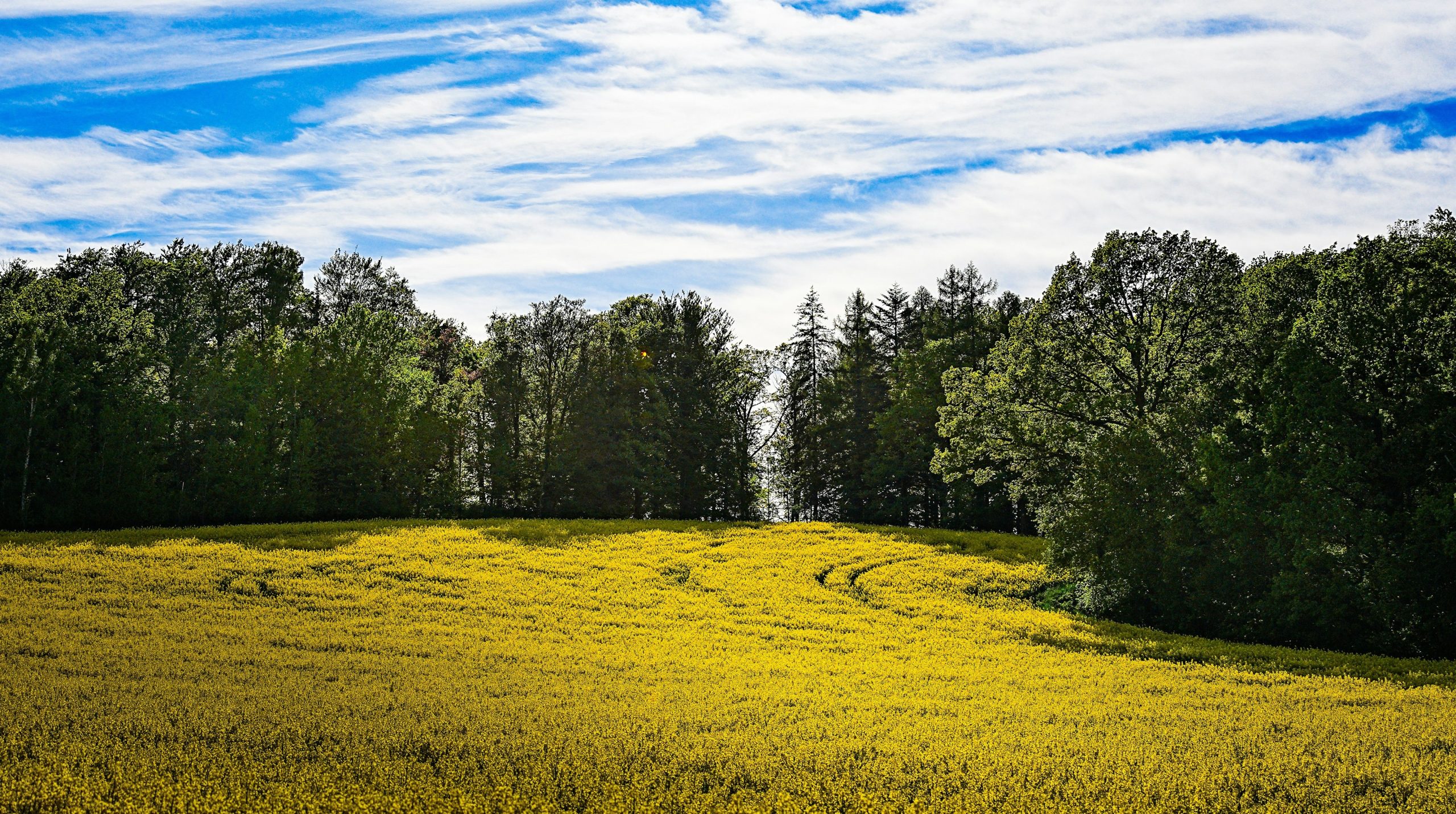 Yellow field and green forest under a bright blue sky.