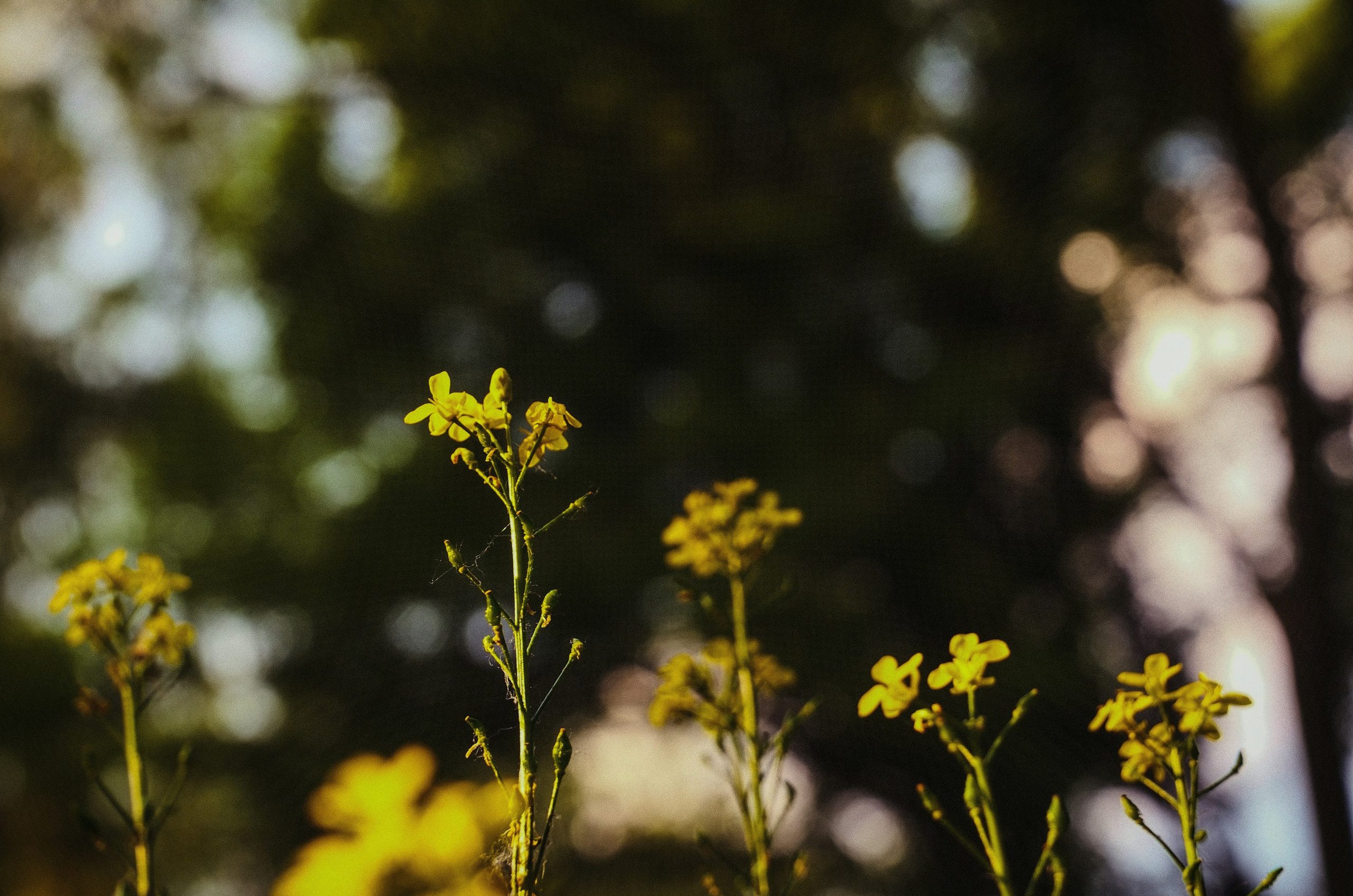 Yellow wildflowers stand tall against a dark, blurry natural background.