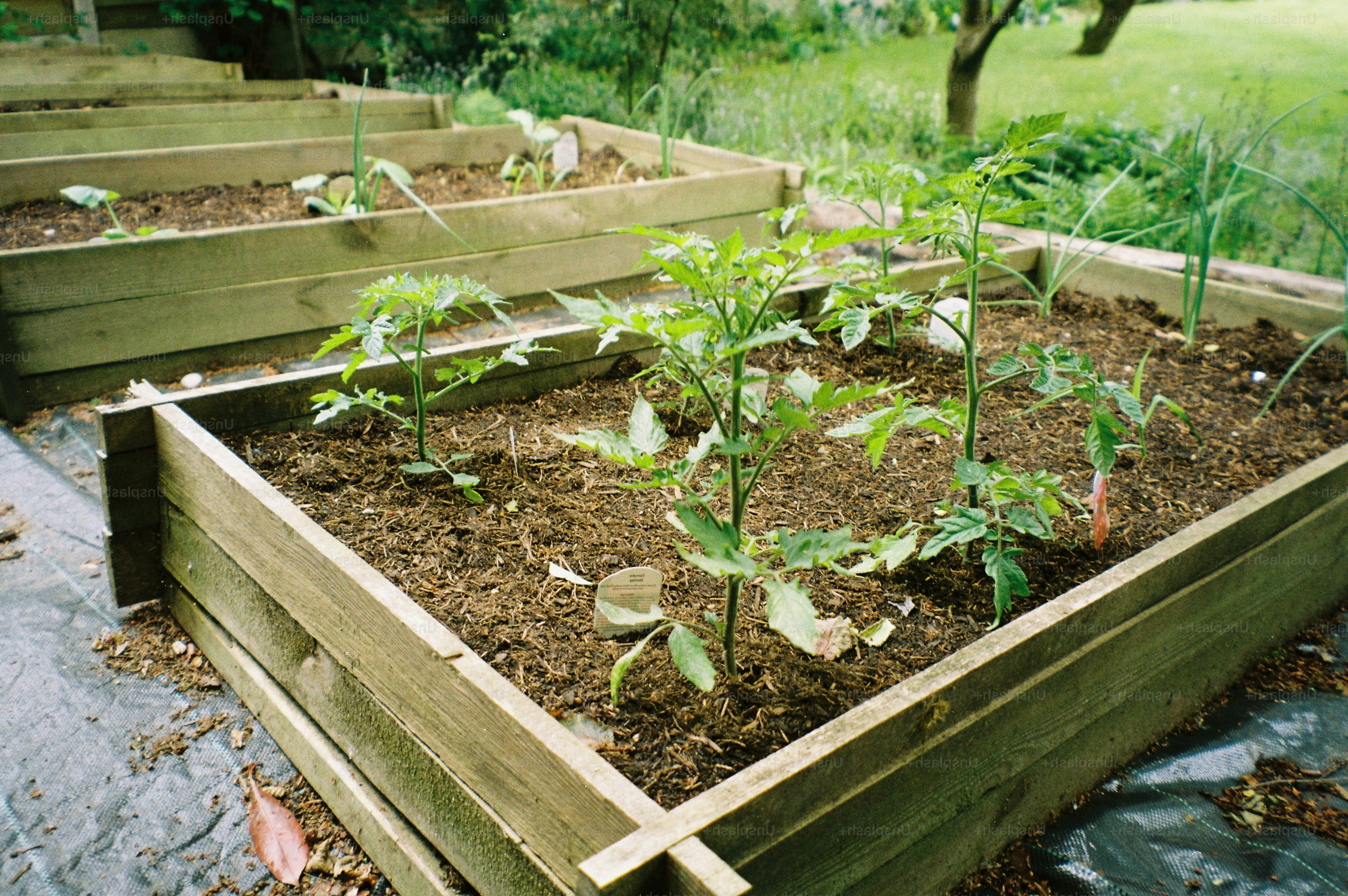 Young plants growing in wooden raised garden beds.