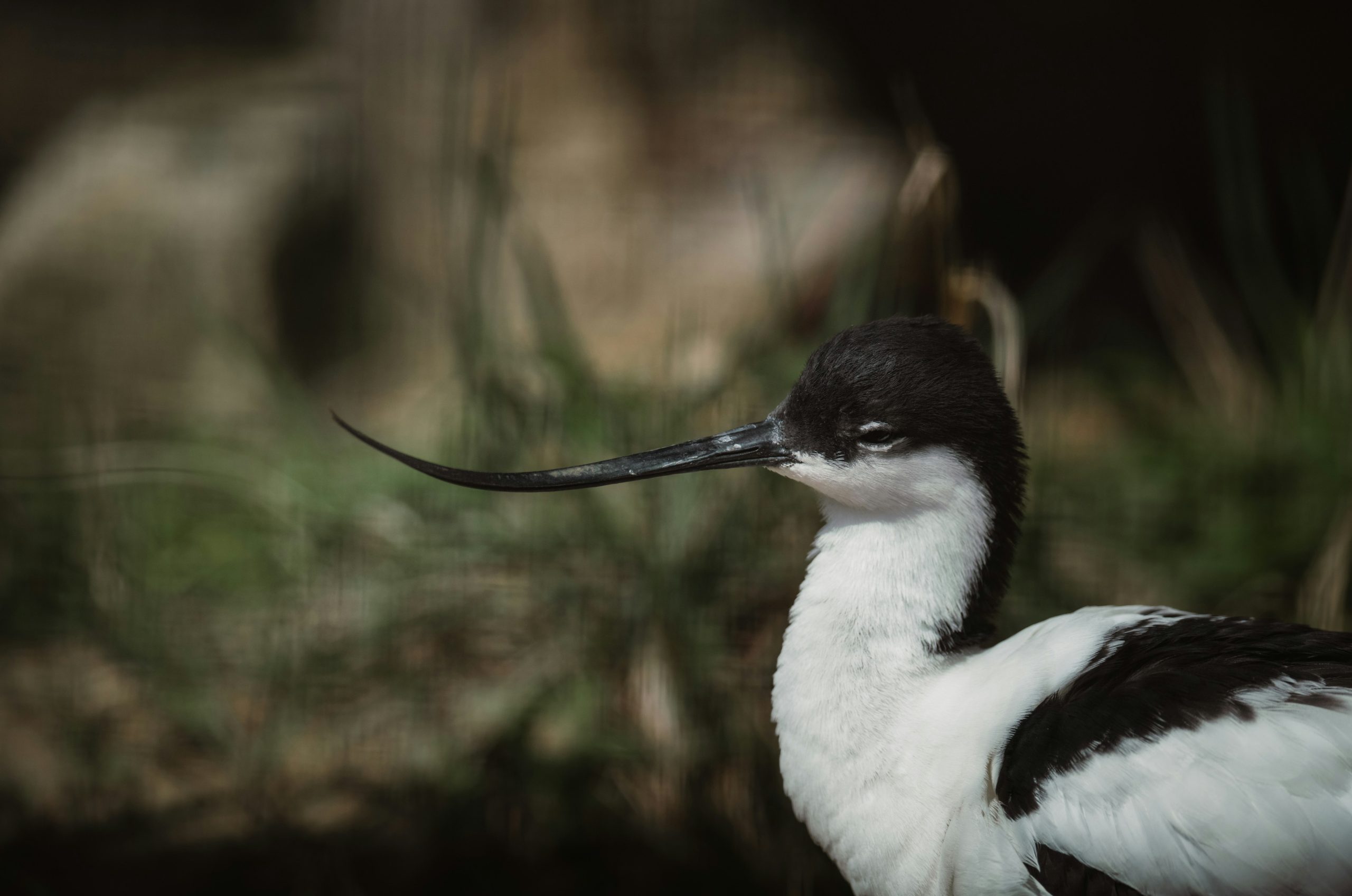 A black and white bird with a long, curved beak.