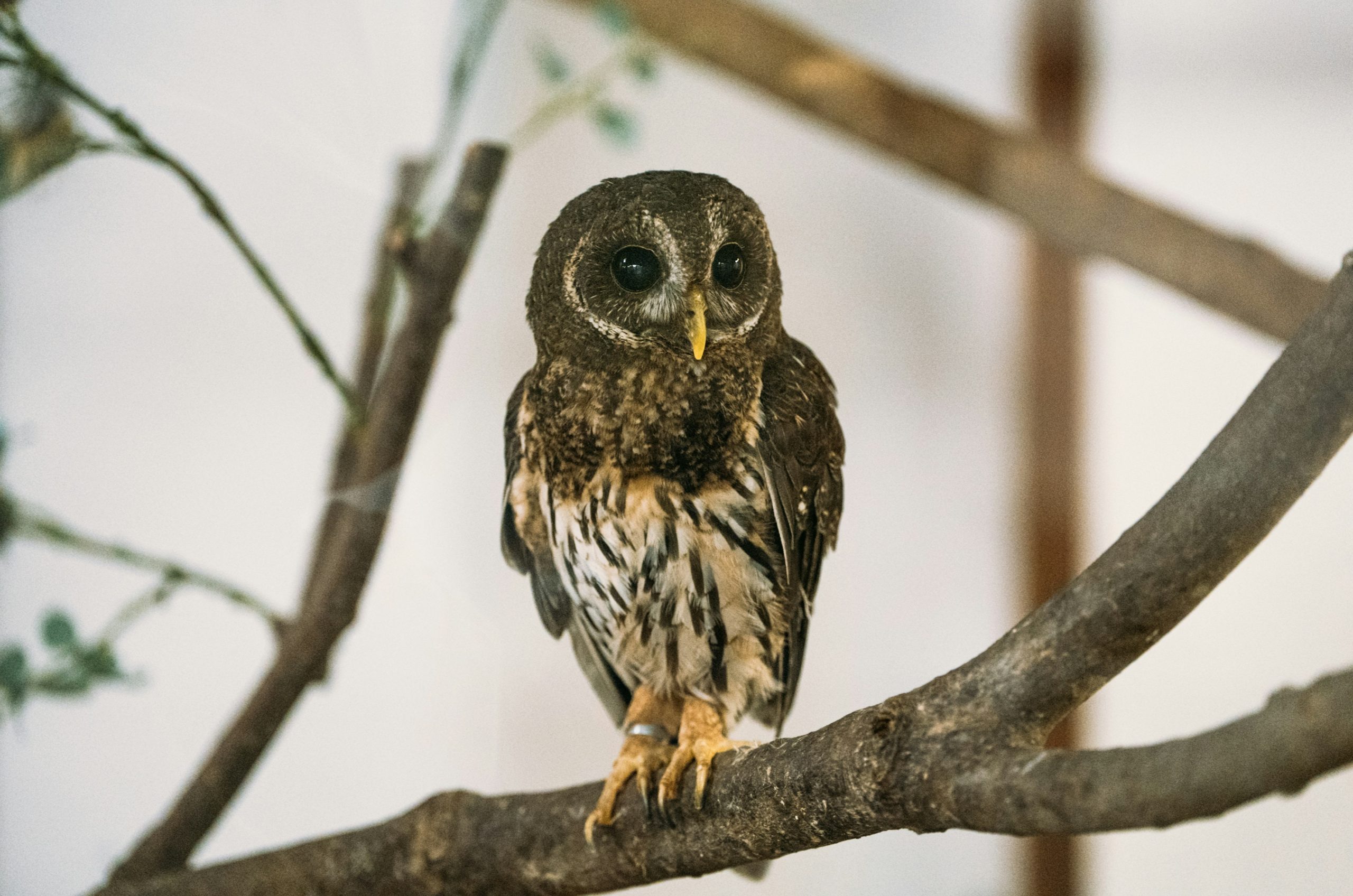 A brown and white owl perches on a tree branch.