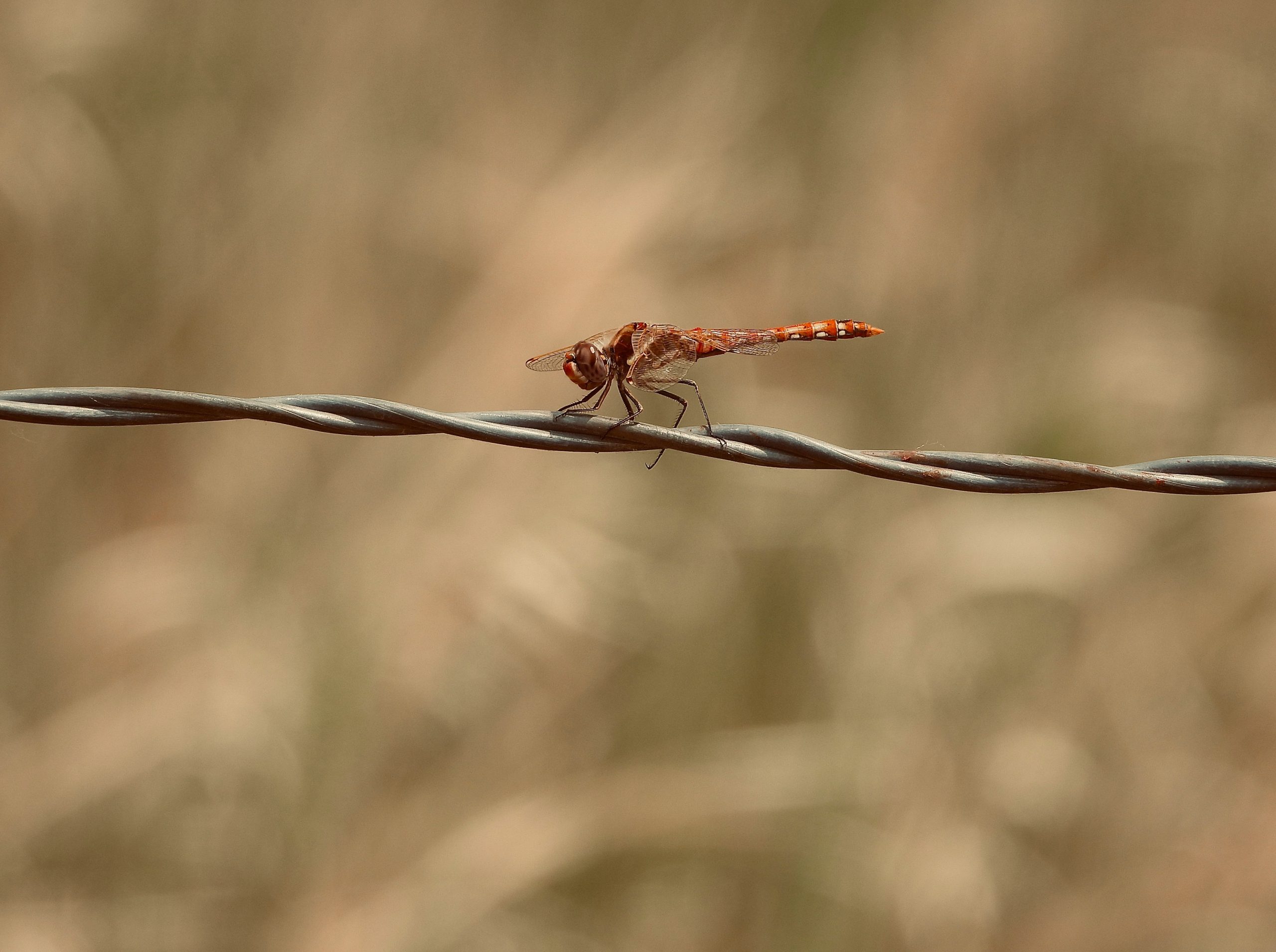 A dragonfly perches on a metal wire.