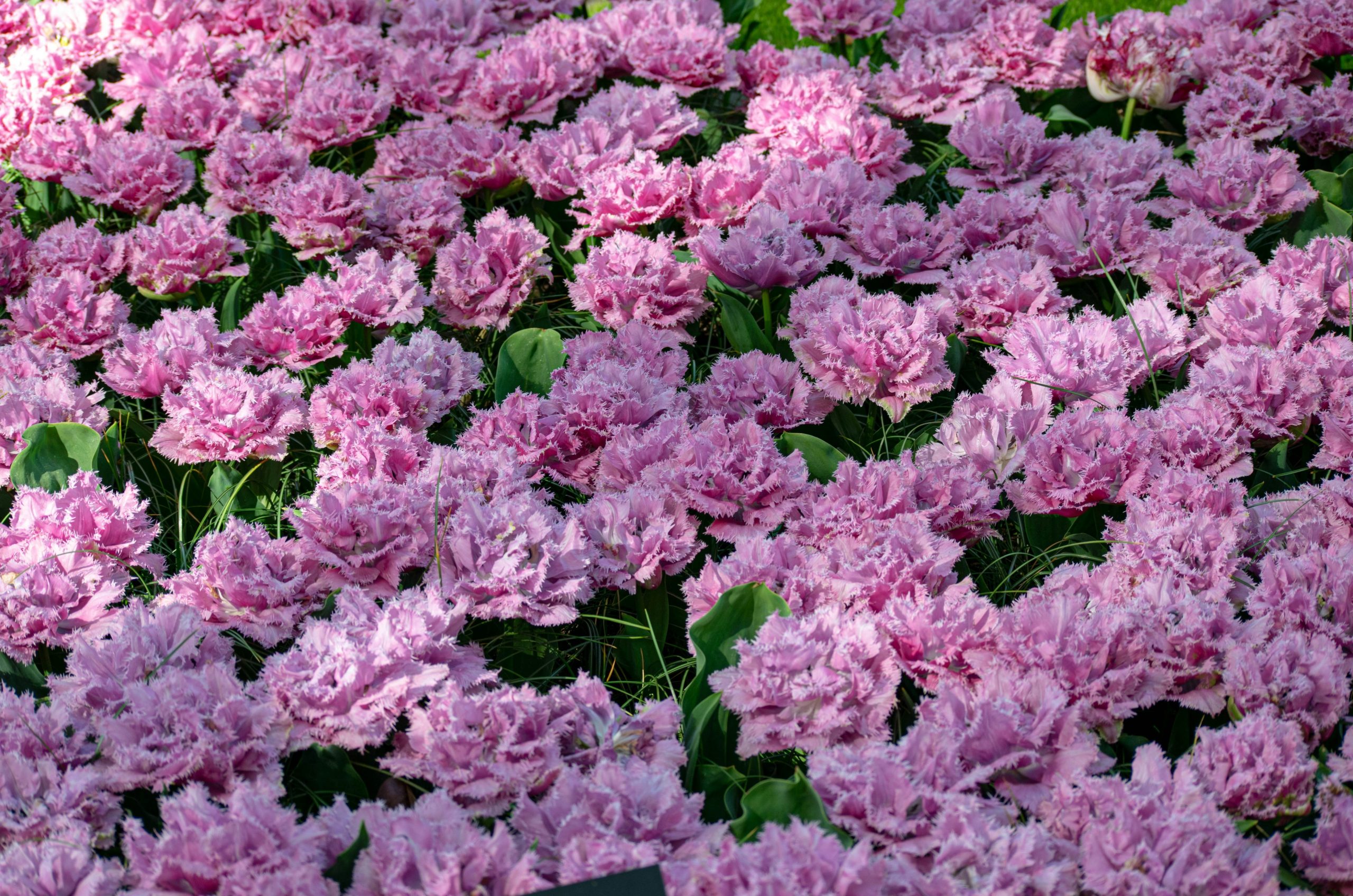 A field of vibrant pink ruffled flowers in full bloom.
