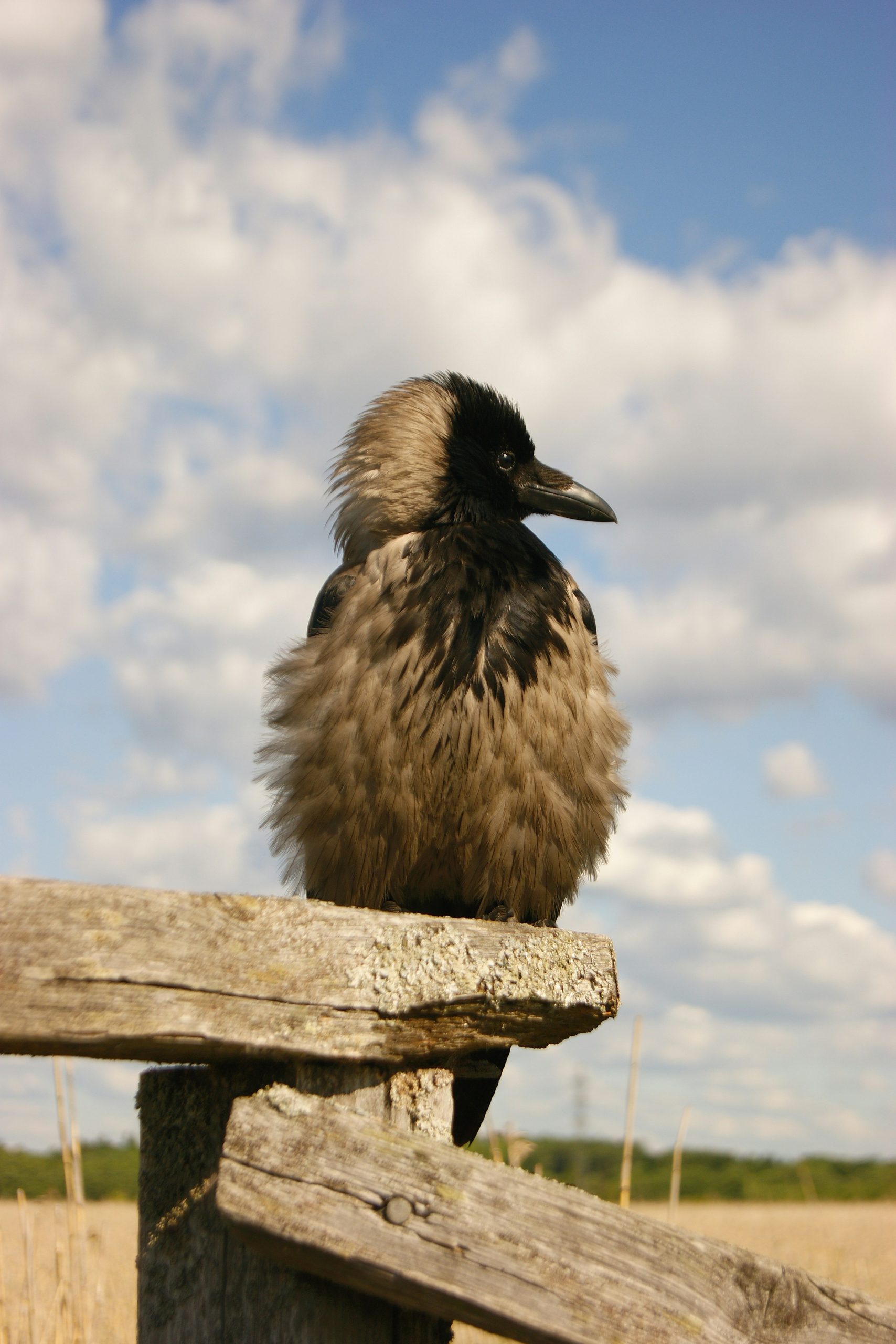 A fluffy crow perches on a rustic wooden fence.