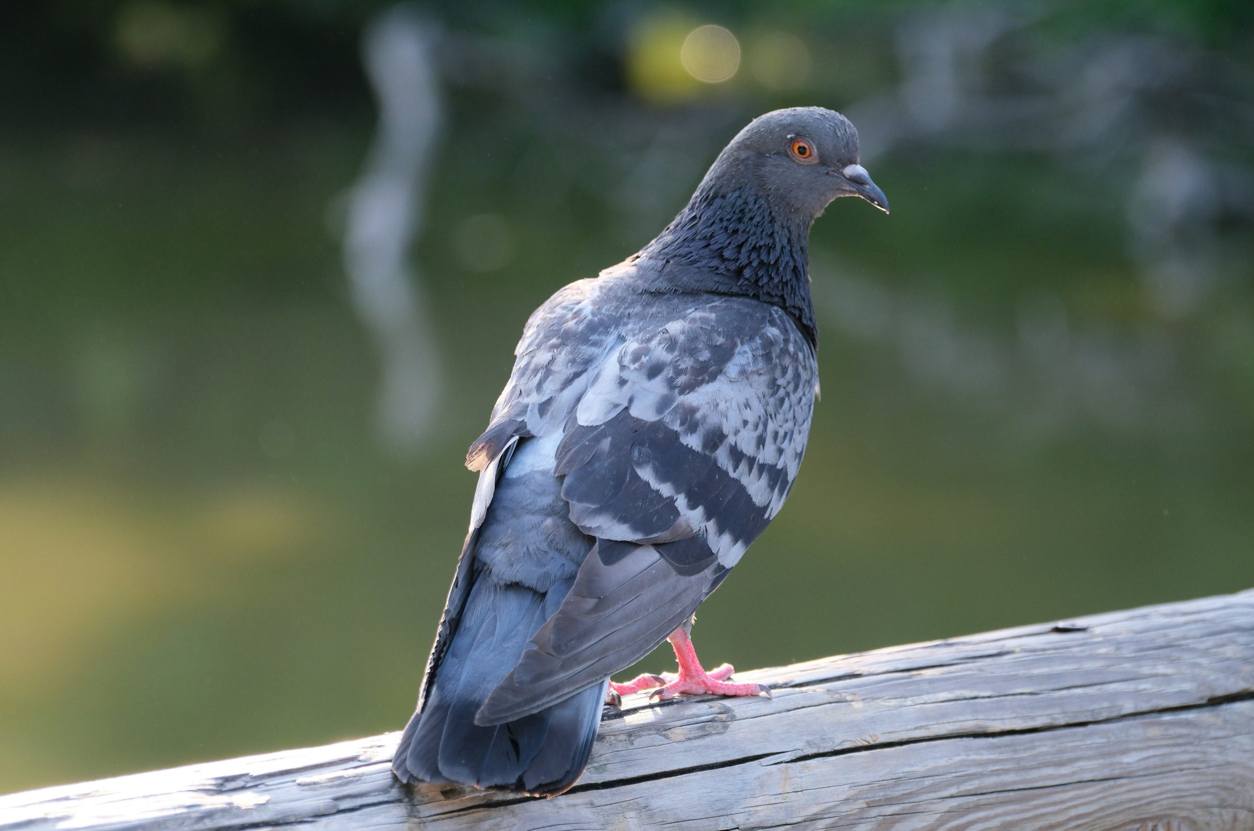 A grey pigeon stands on a wooden beam near water.