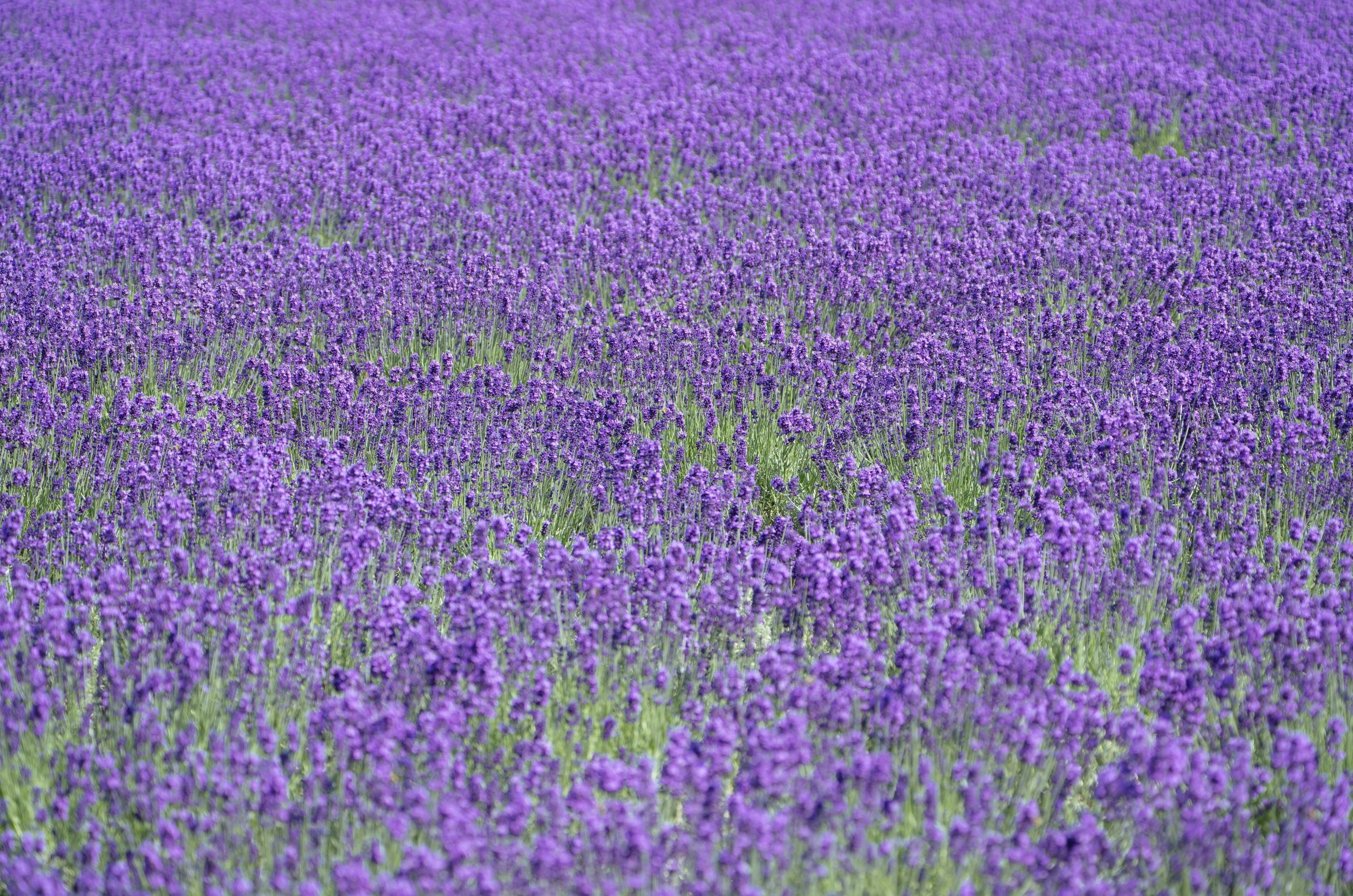 A large field of vibrant purple lavender flowers.