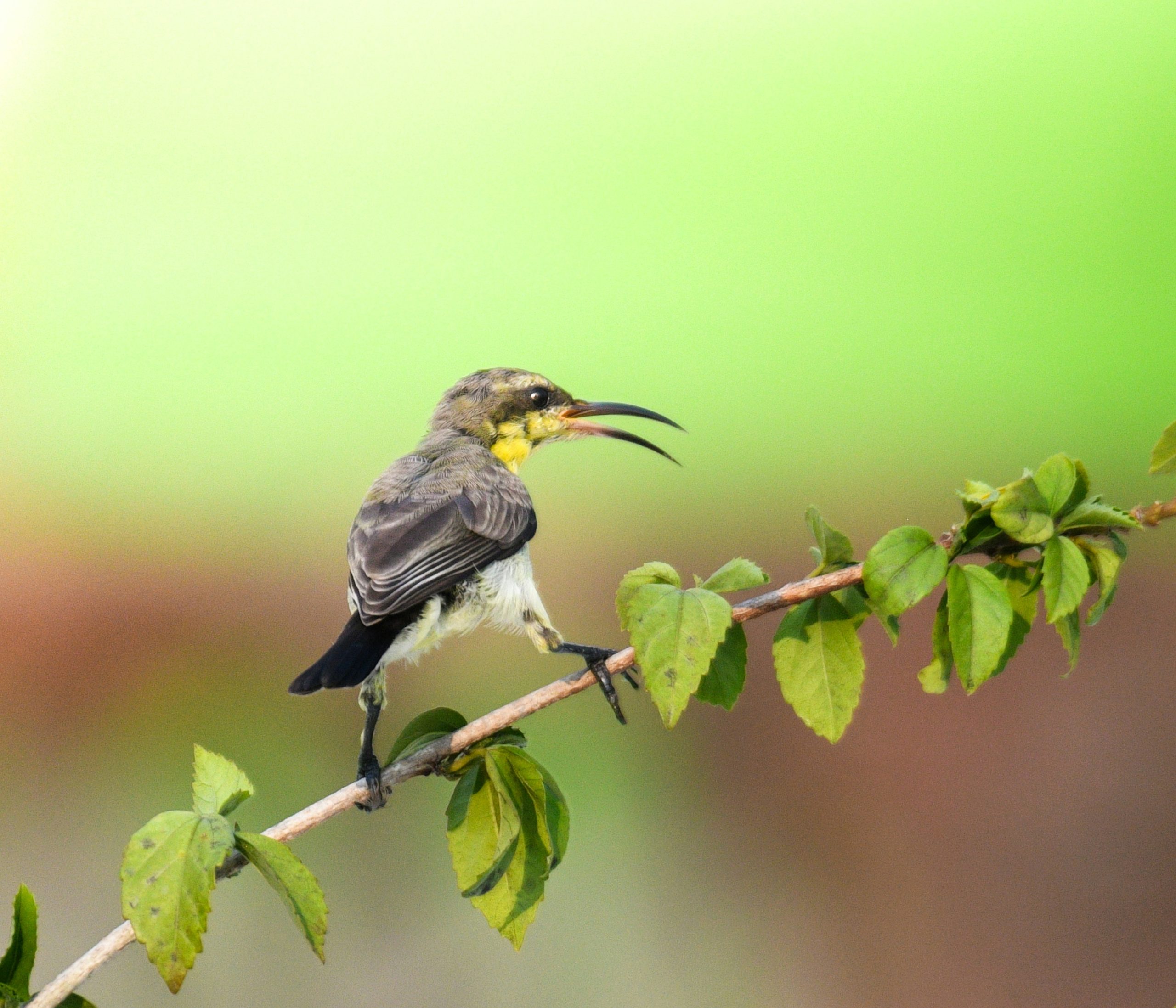 A long-beaked bird on a leafy branch.