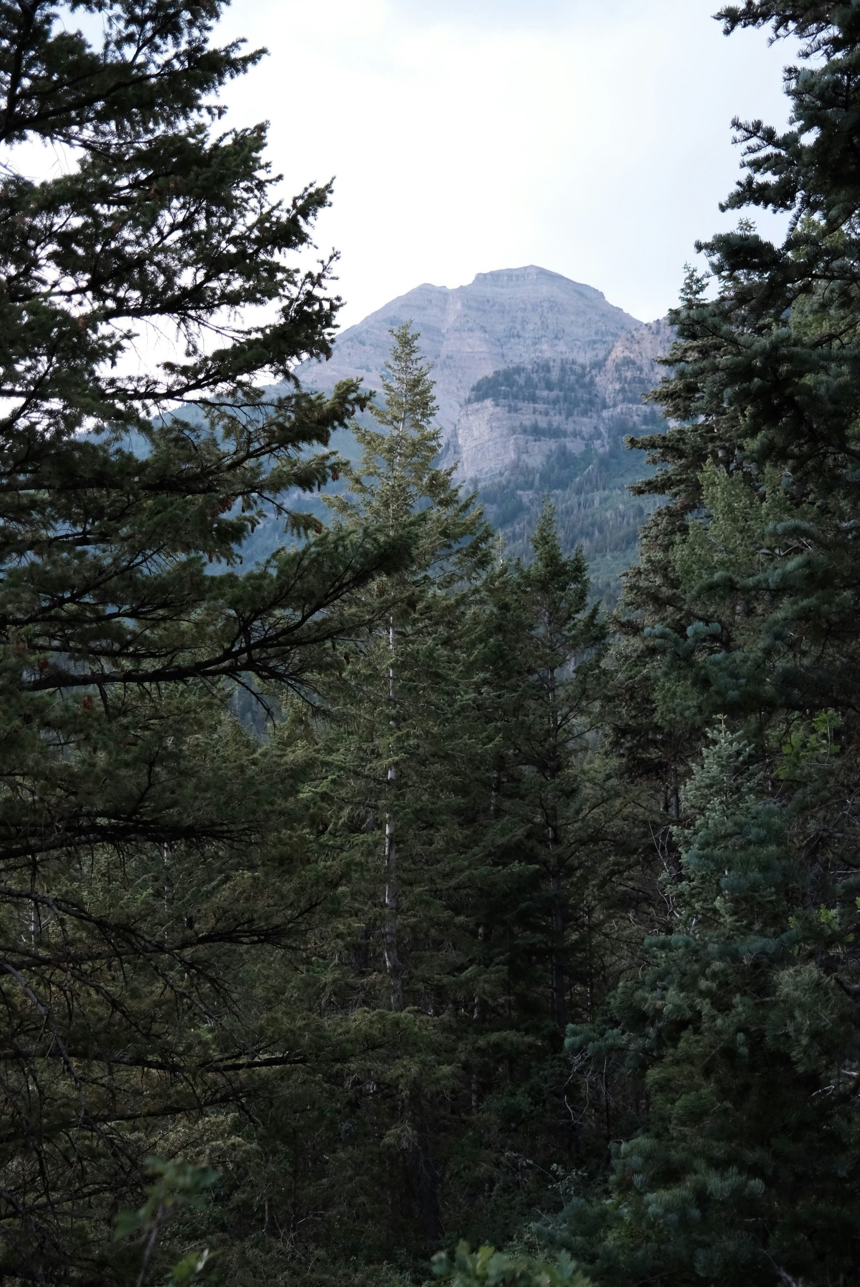 A majestic mountain peak framed by dark pine trees.