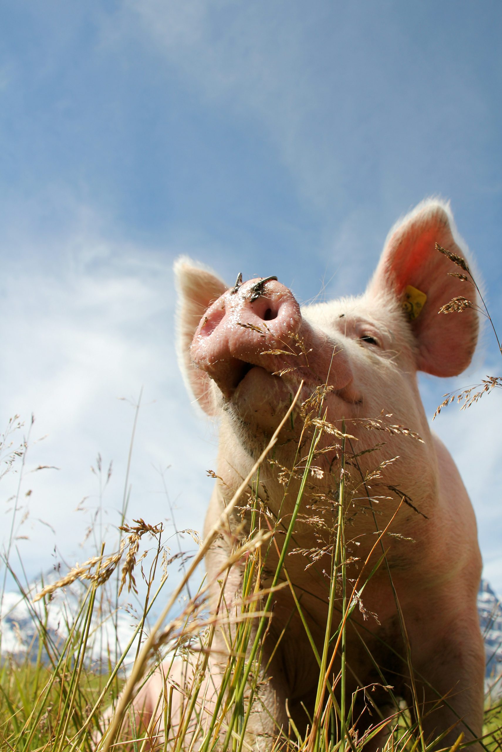A pig sniffs tall grass against a blue sky.
