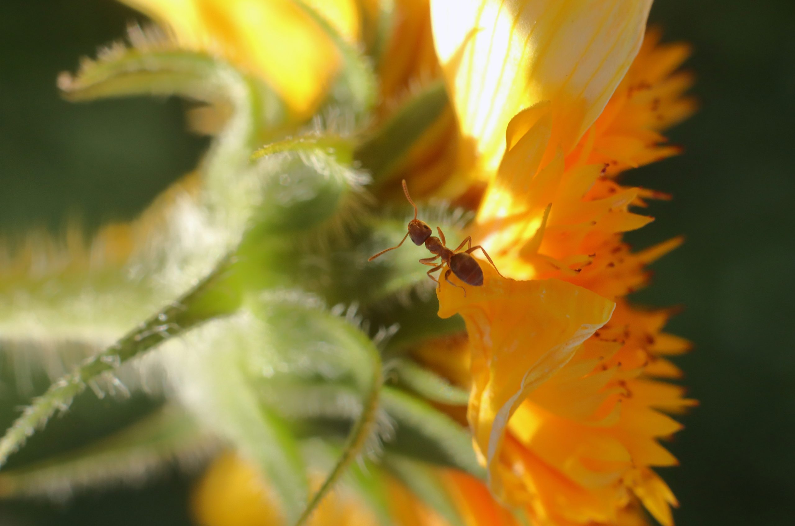 A small ant crawls on a vibrant yellow flower.