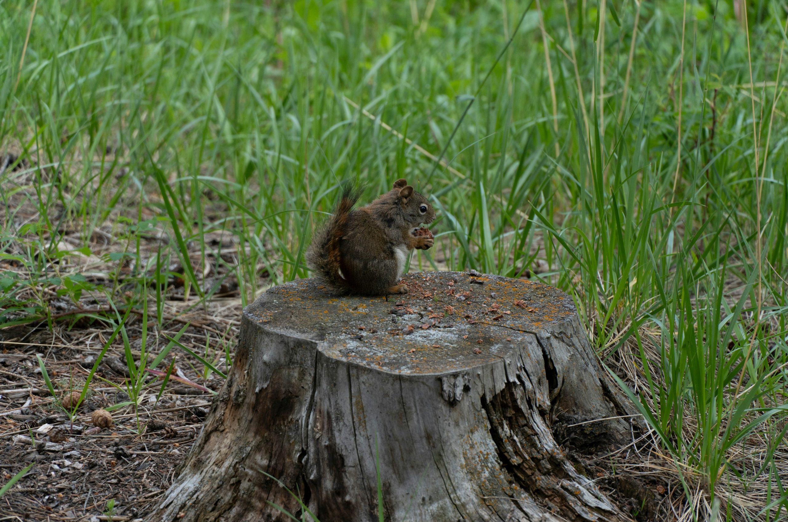 A small squirrel sits on a tree stump eating seeds.
