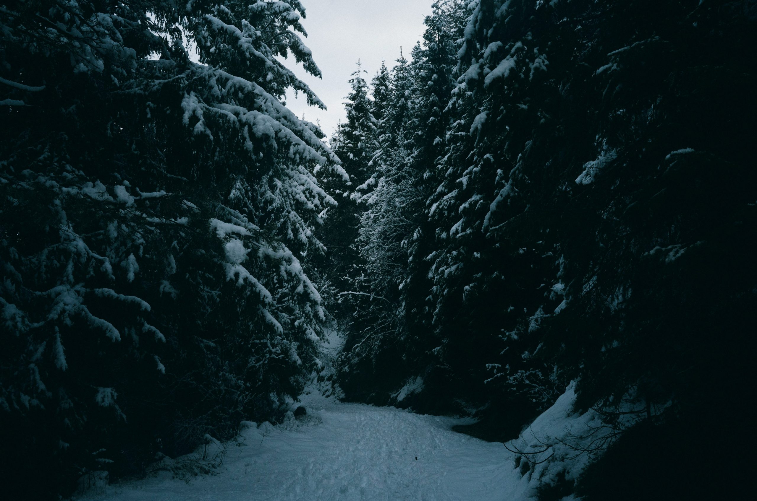A snowy path winding through a dark, snow-covered pine forest.