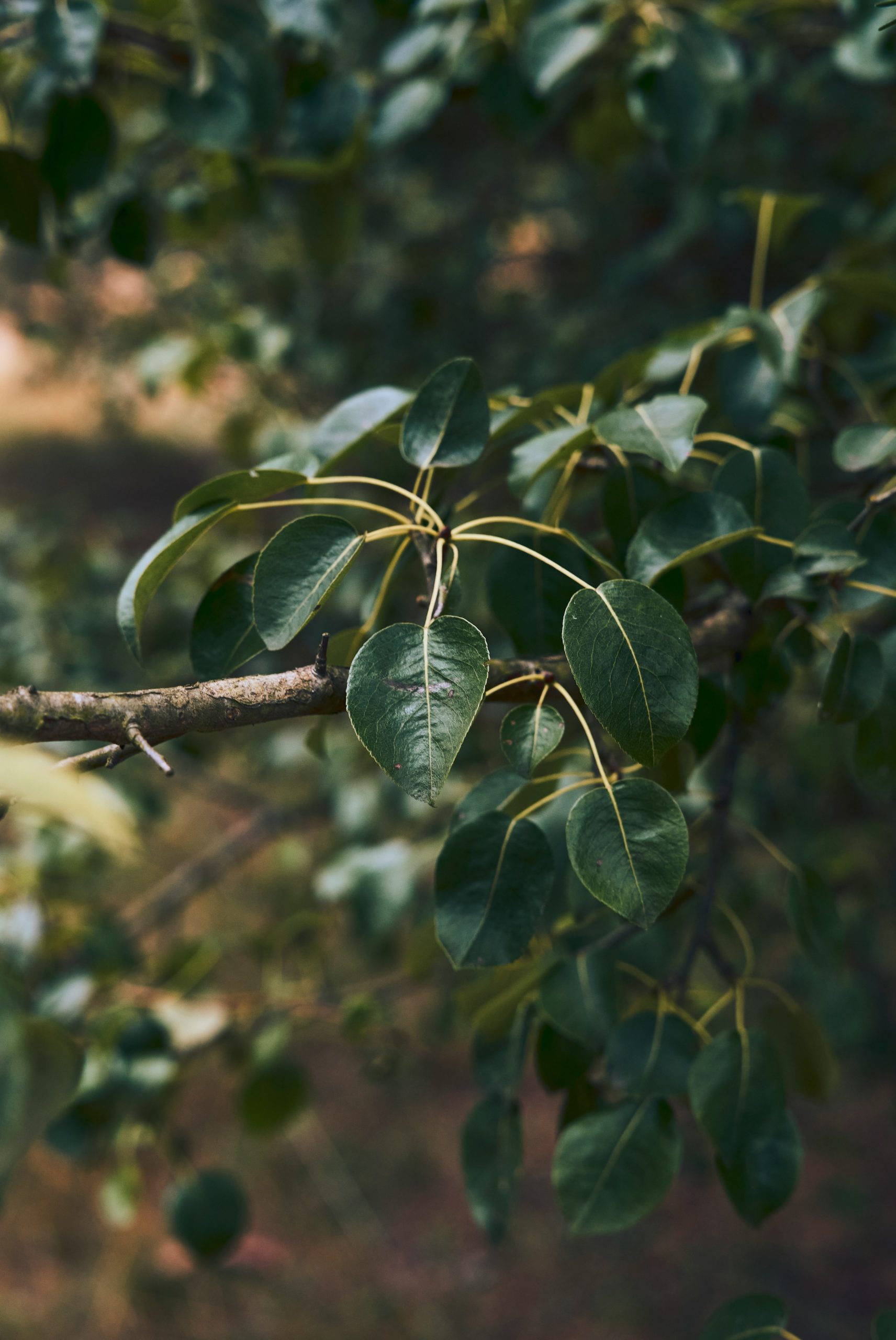 A tree branch with dark green leaves.
