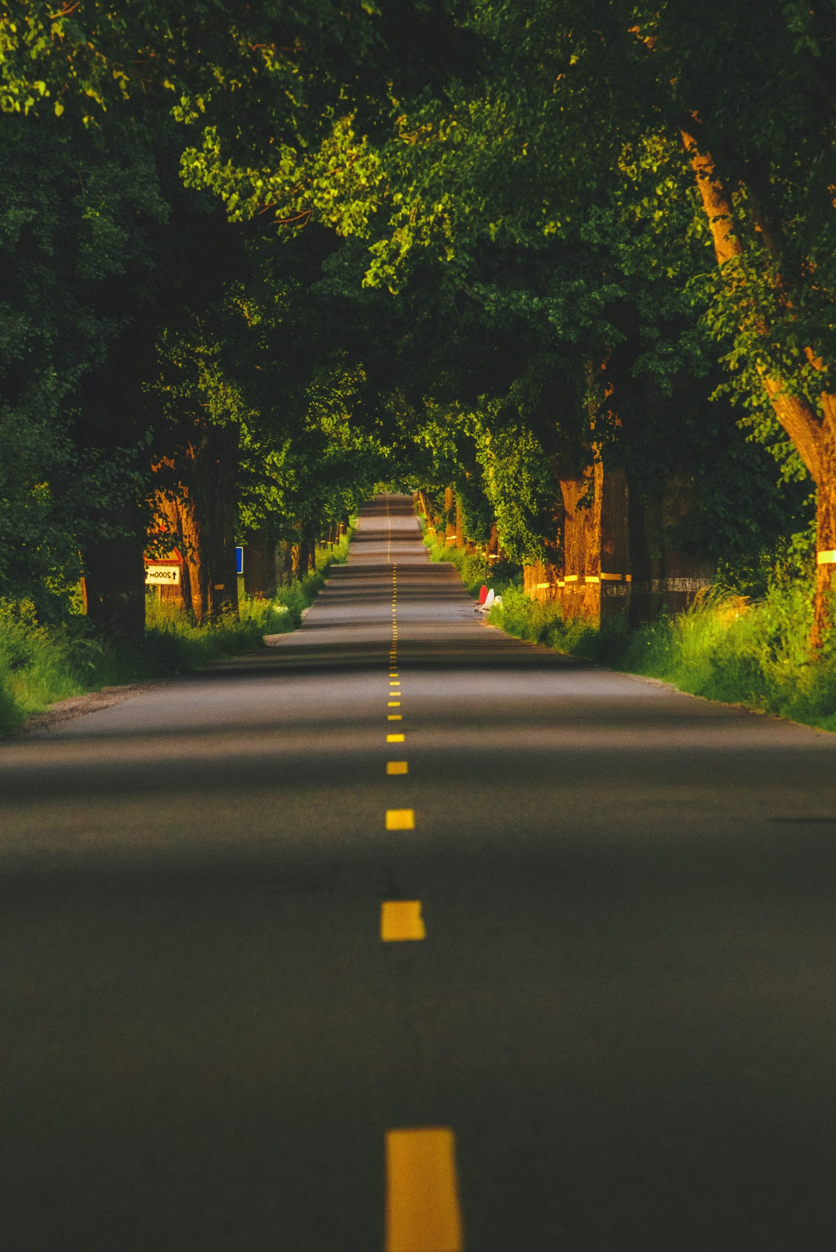 A tree-lined road with yellow dashed lines extending into distance.