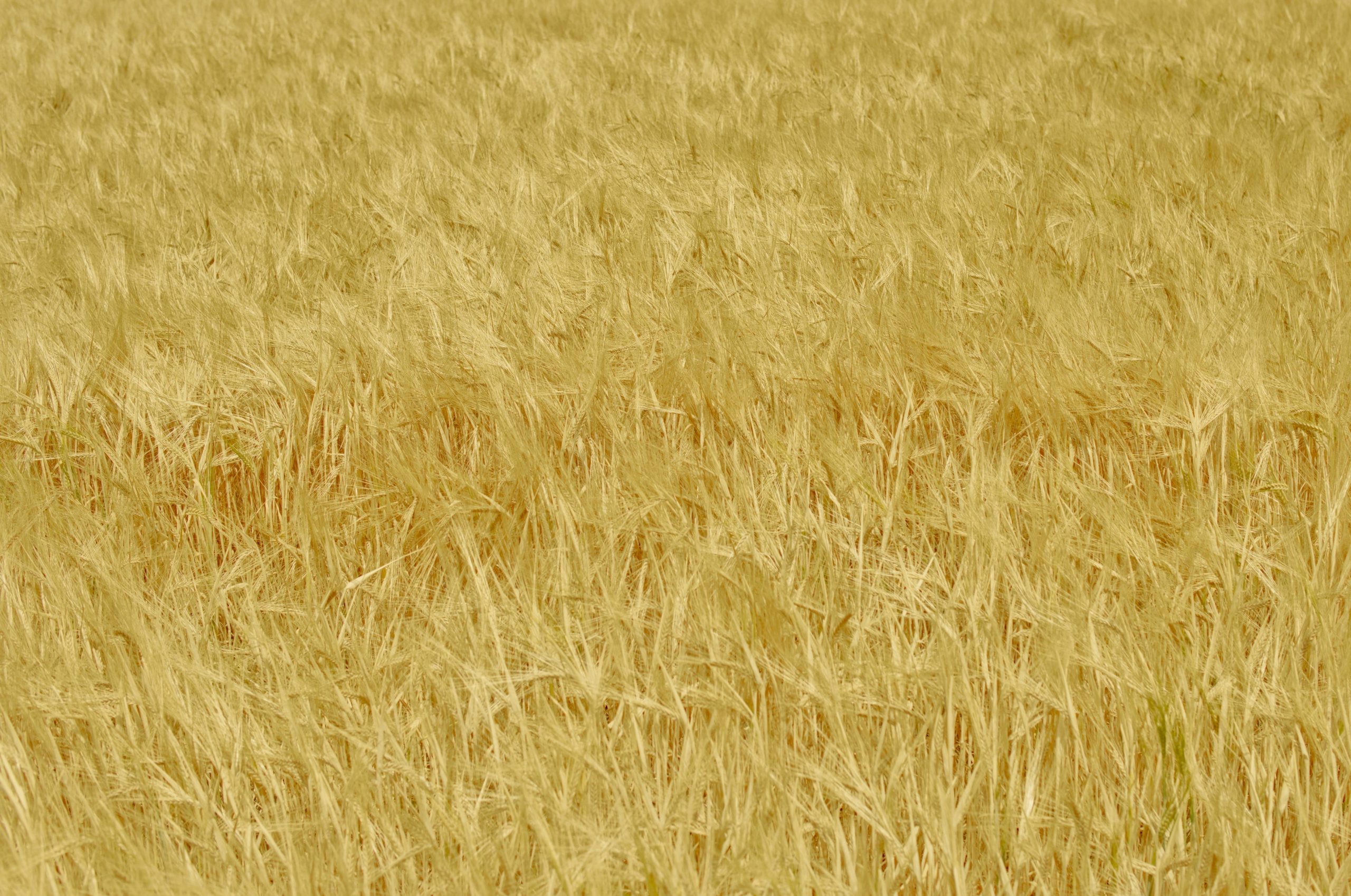 A vast field of golden wheat ready for harvest.