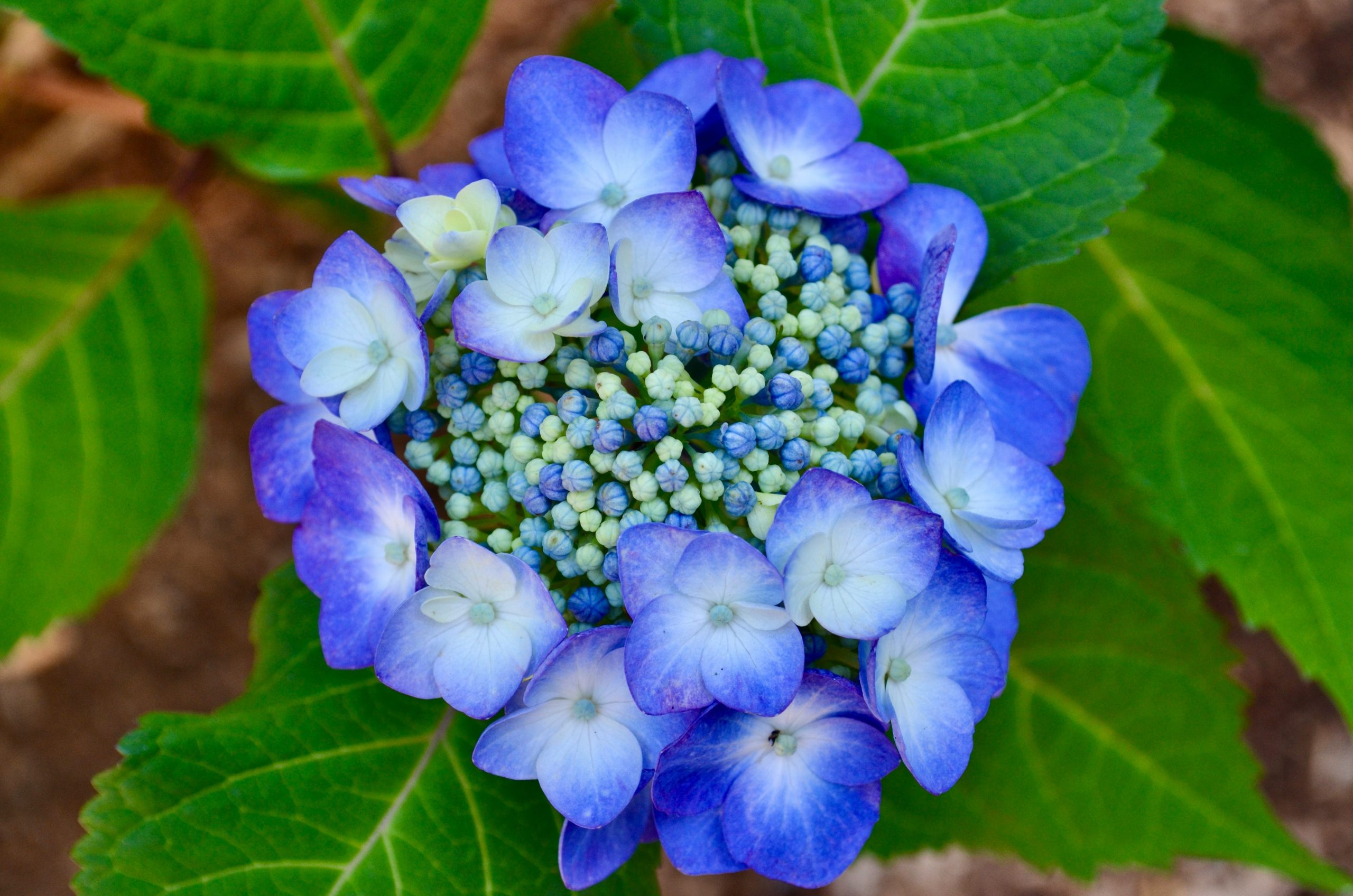 A vibrant blue hydrangea flower blooming with green leaves.