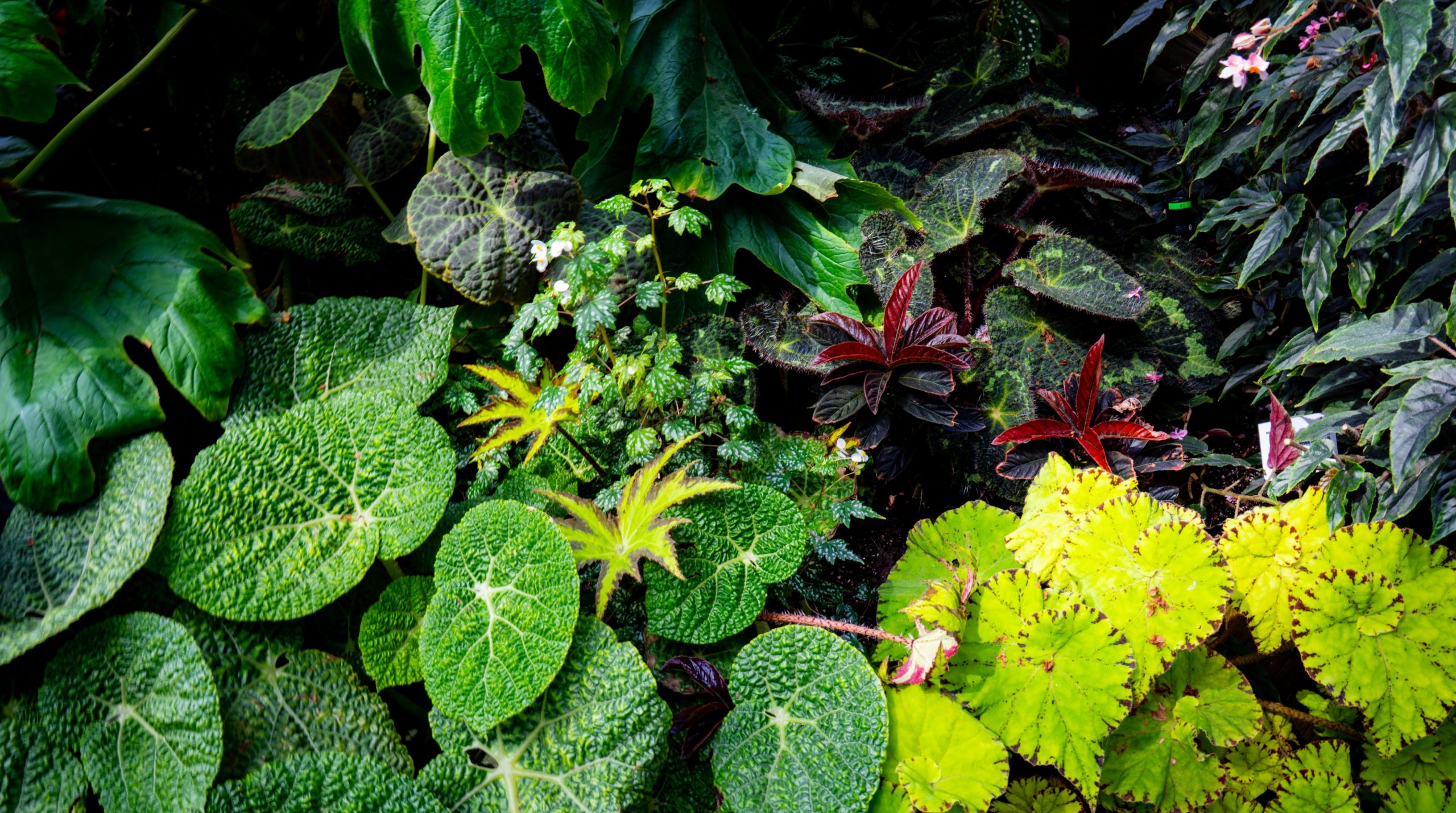 A vibrant collection of green and yellow leafy plants.