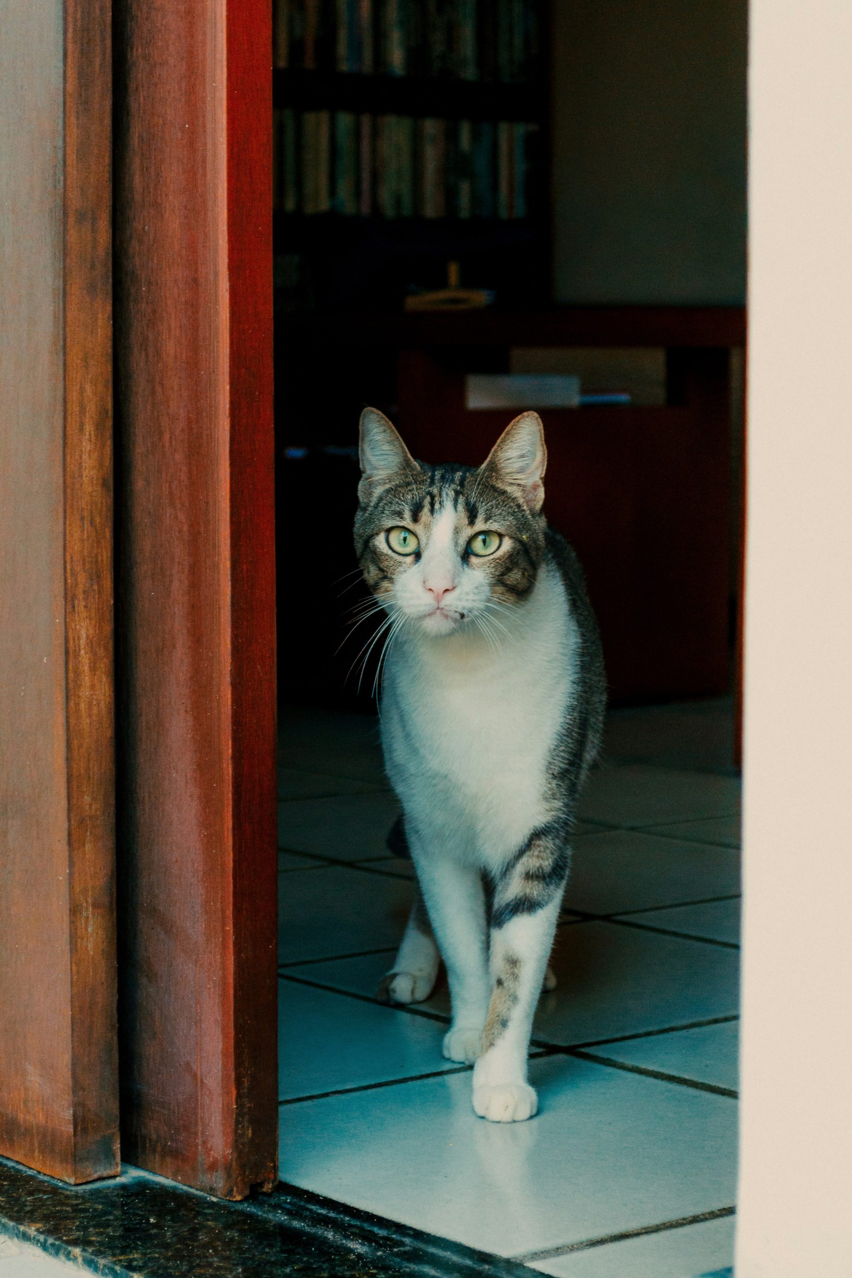 A white and grey tabby cat walks through a doorway.