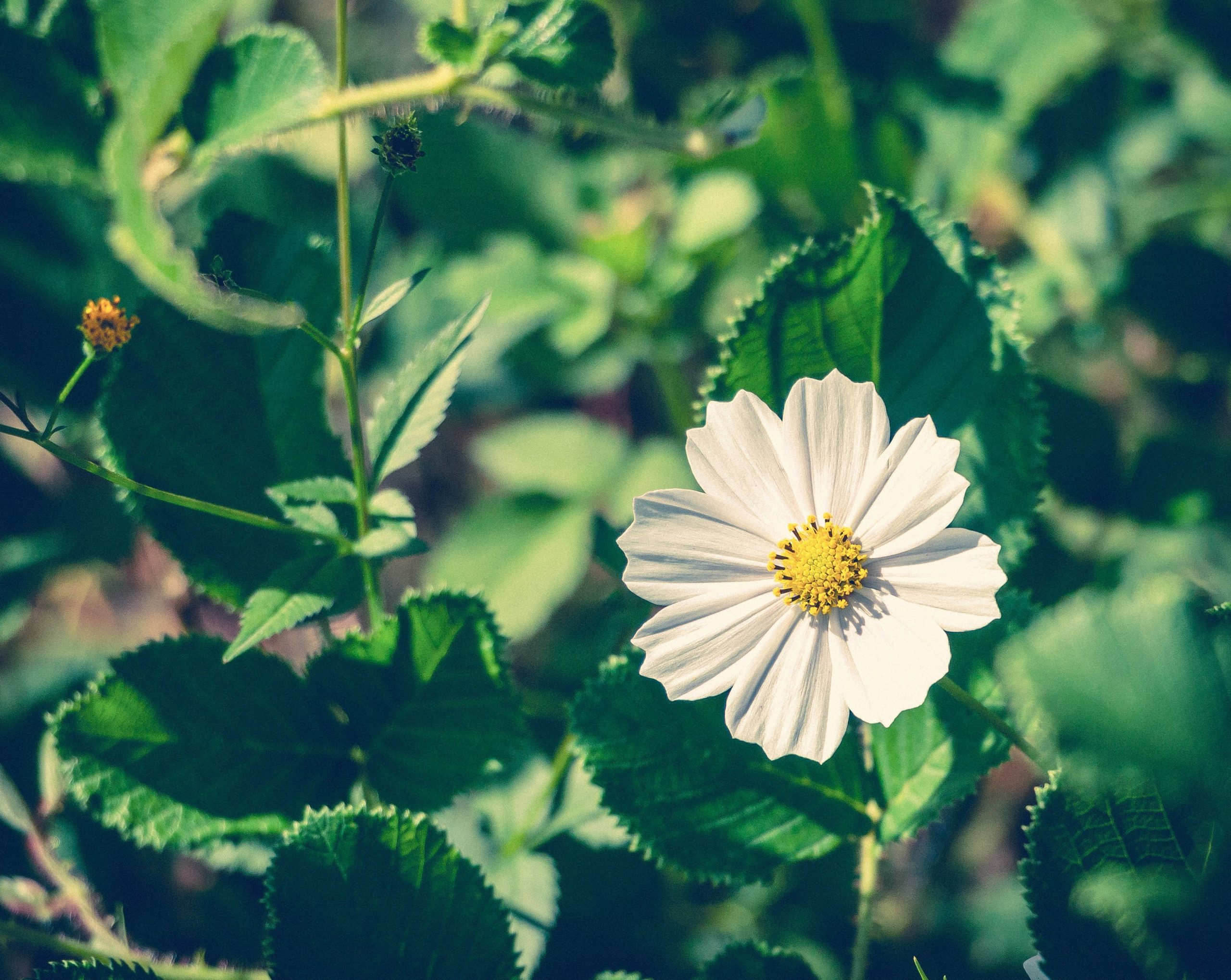 A white flower with a yellow center among green leaves.