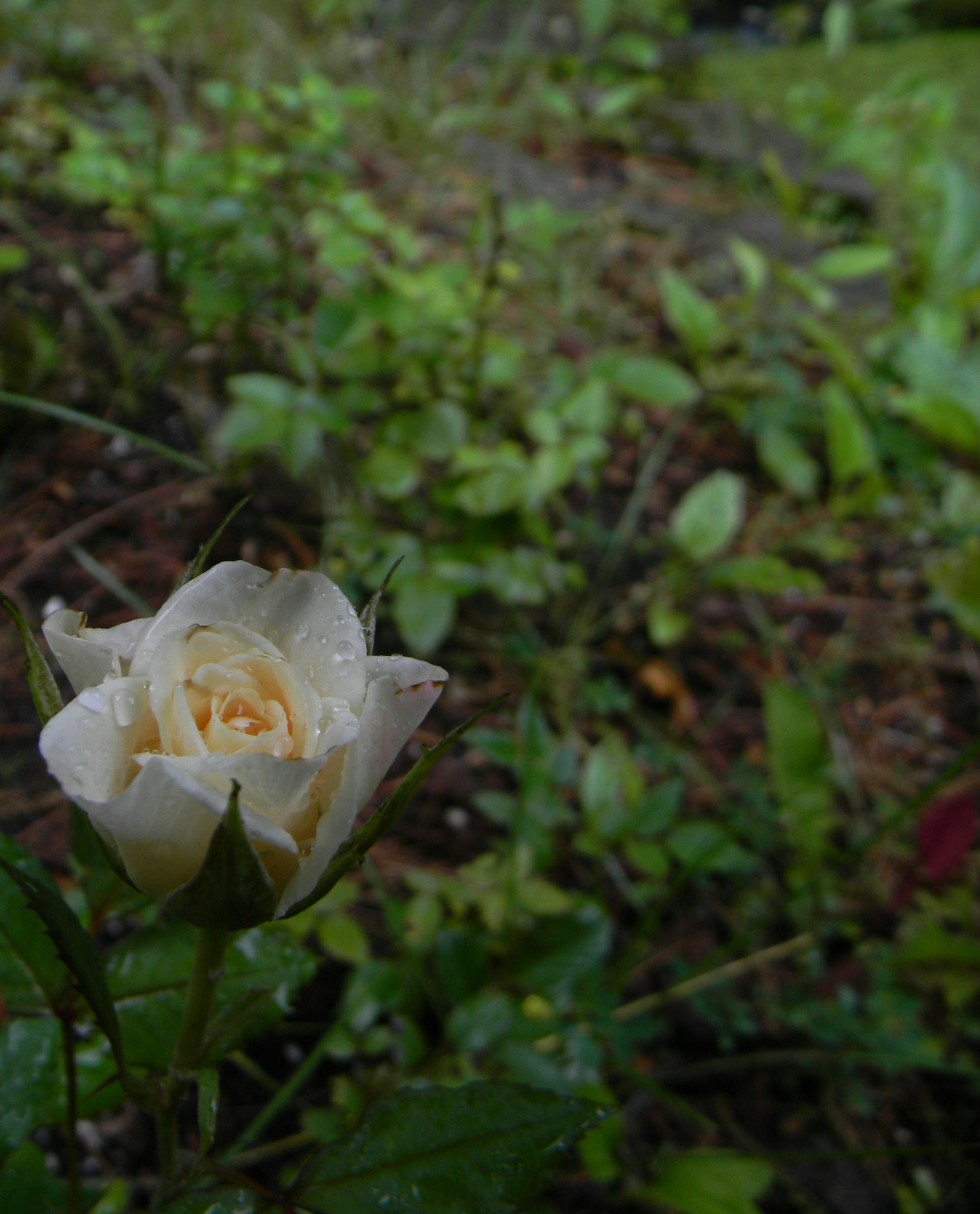 A white rosebud with water droplets in a garden.