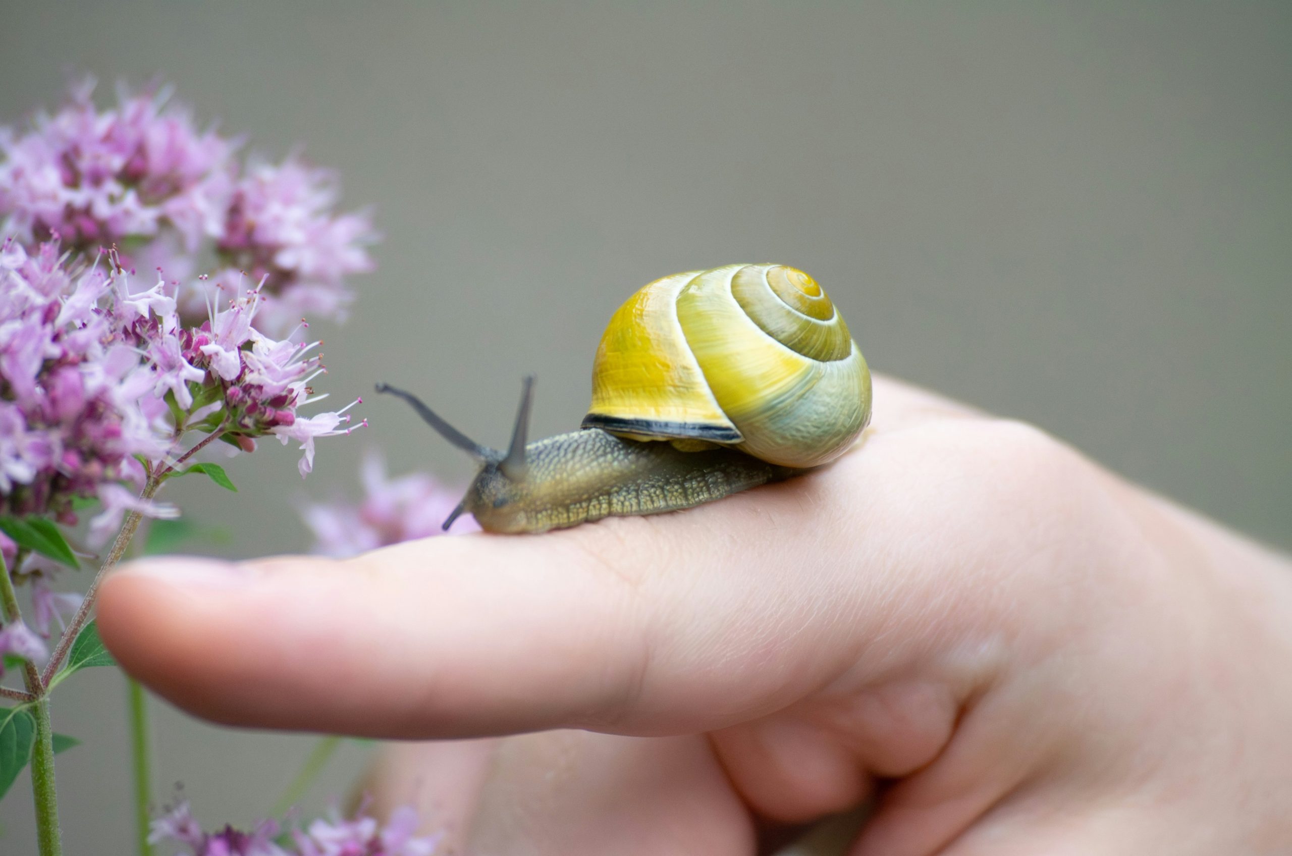 A yellow-shelled snail crawls on a finger near purple flowers.