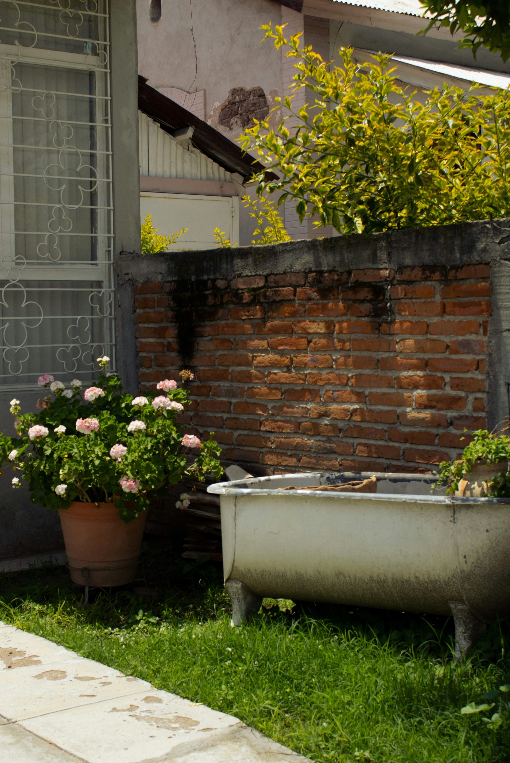 An old bathtub and potted roses in a garden.