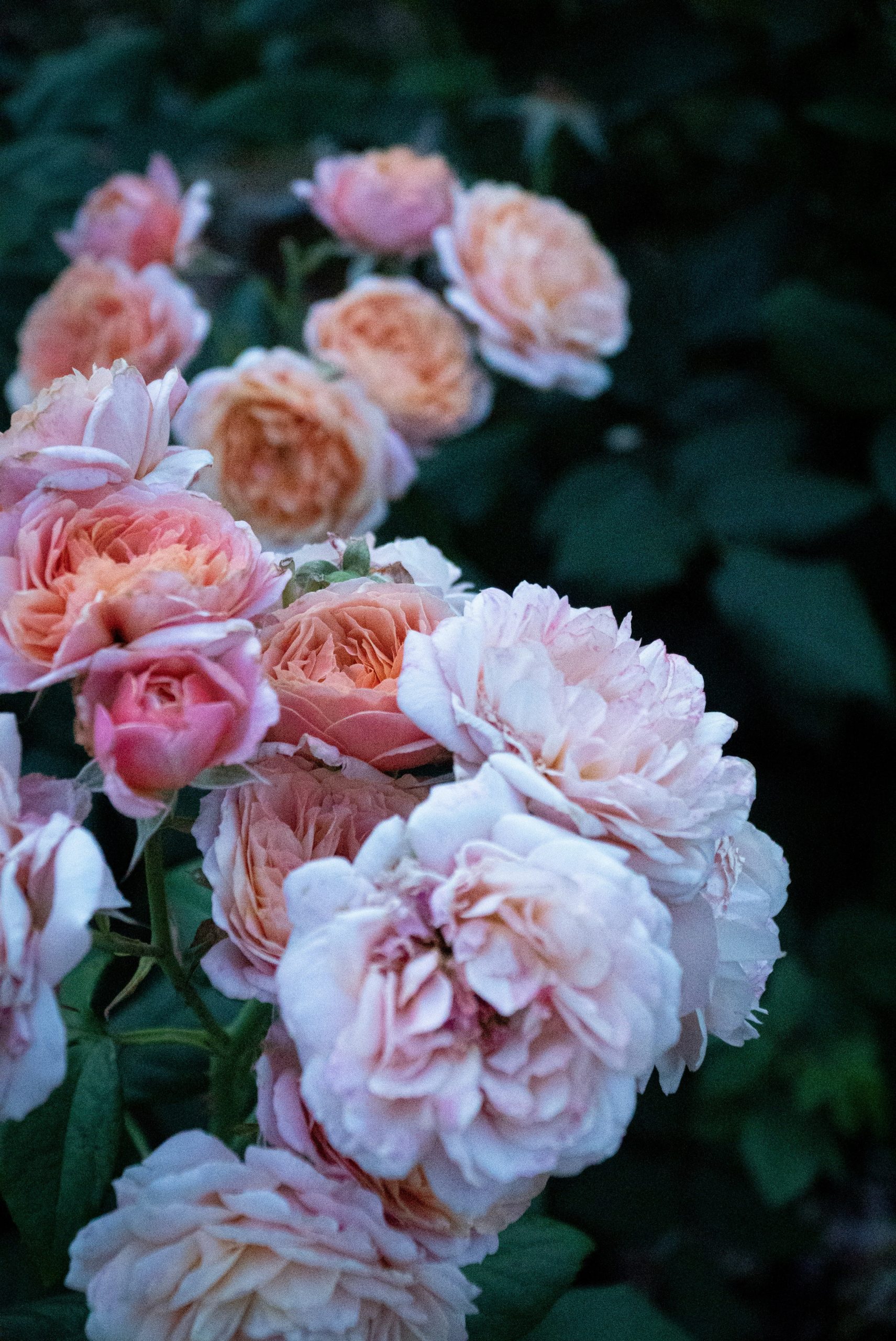 Beautiful light pink and peach roses blooming in a garden.