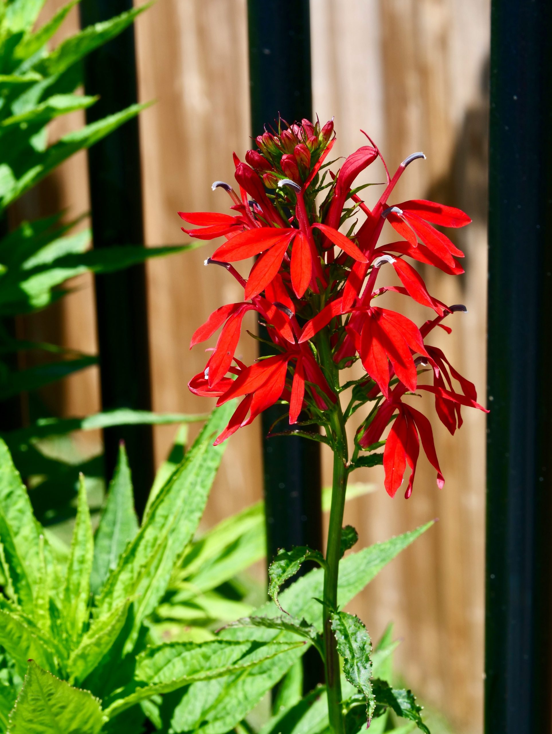 Bright red cardinal flower against a wooden fence.