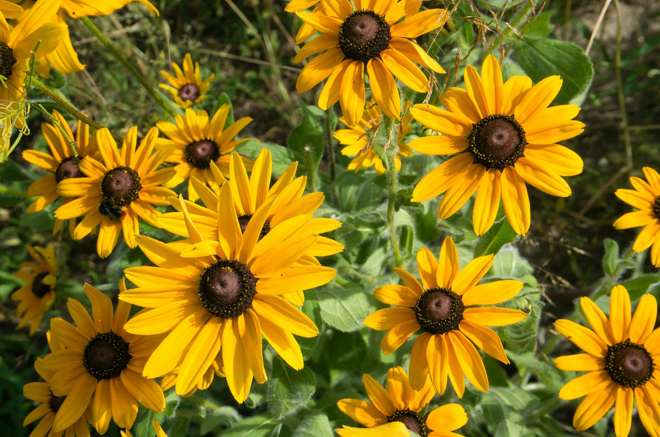 Bright yellow black-eyed susan flowers blooming under sunlight.