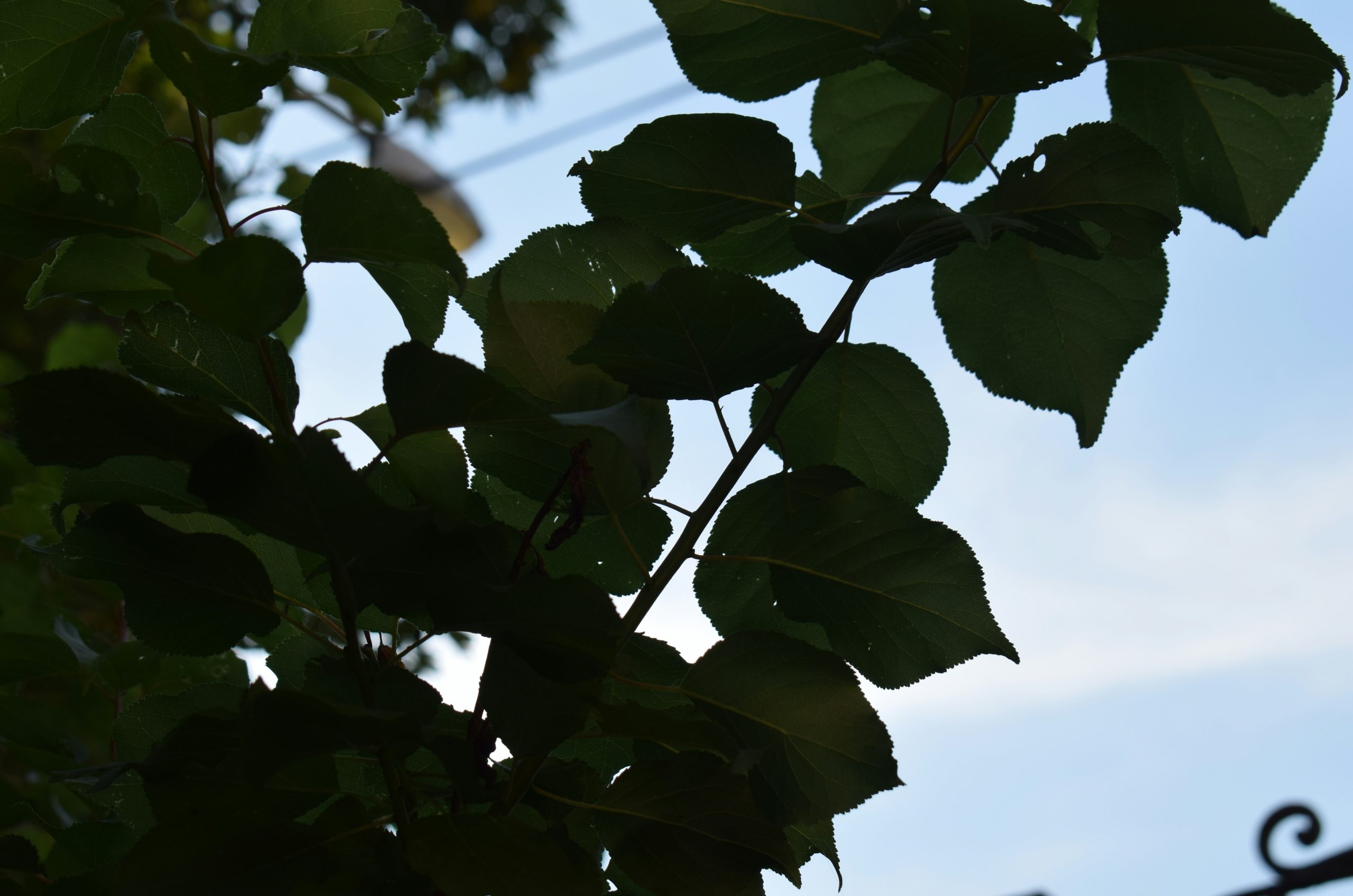 Dark green leaves silhouetted against a light blue sky.