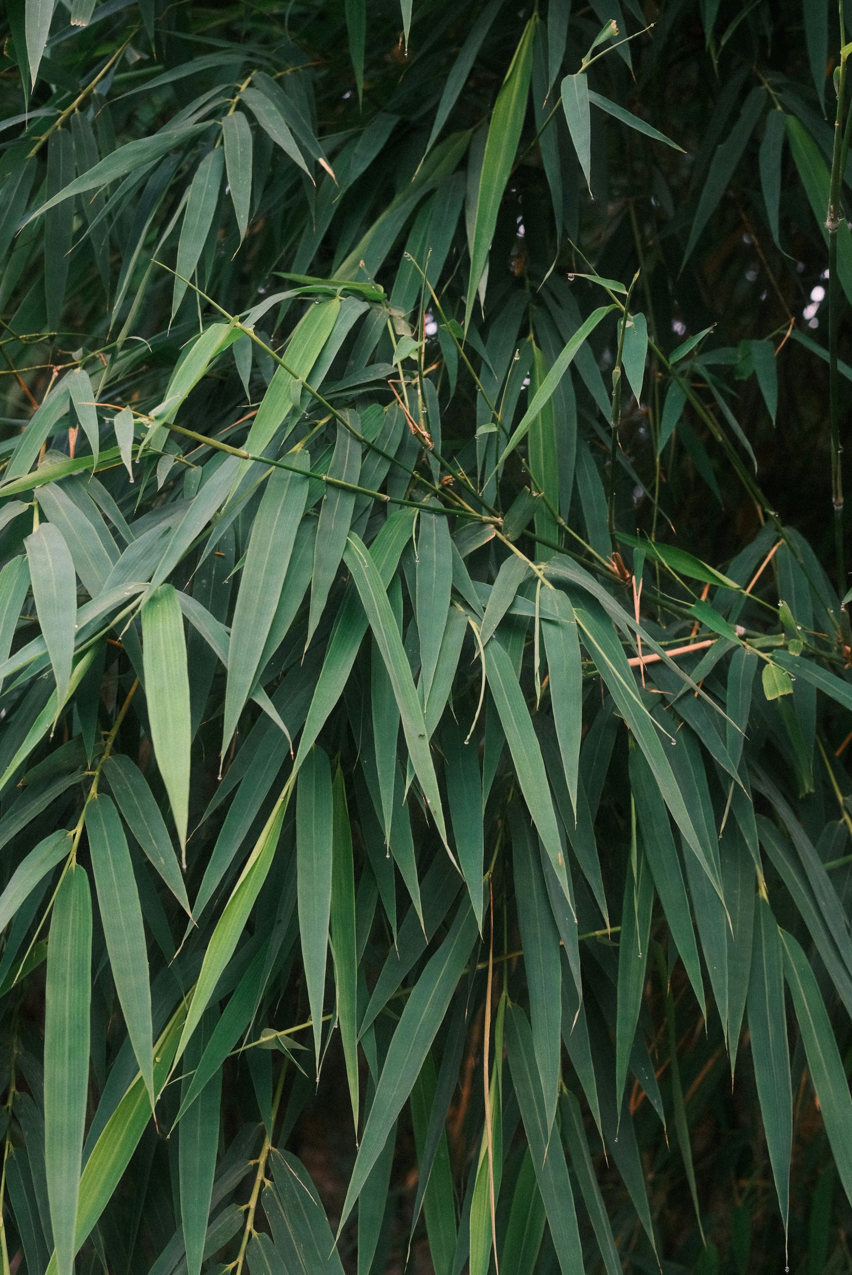 Dense green bamboo leaves on branches.