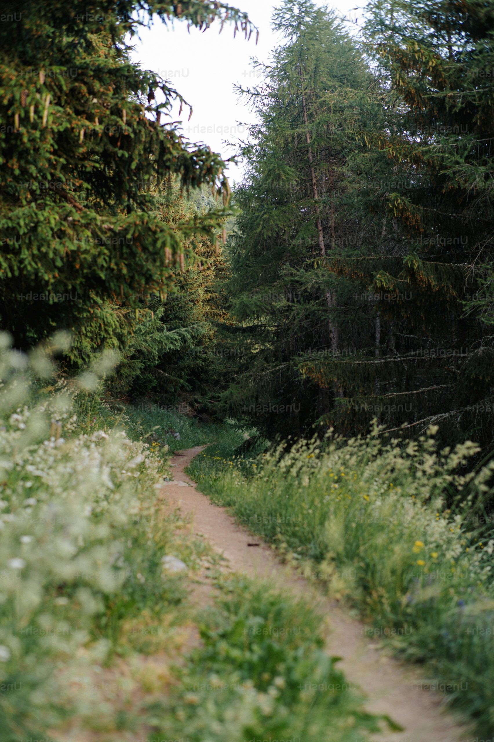 Dirt path winding through a lush forest