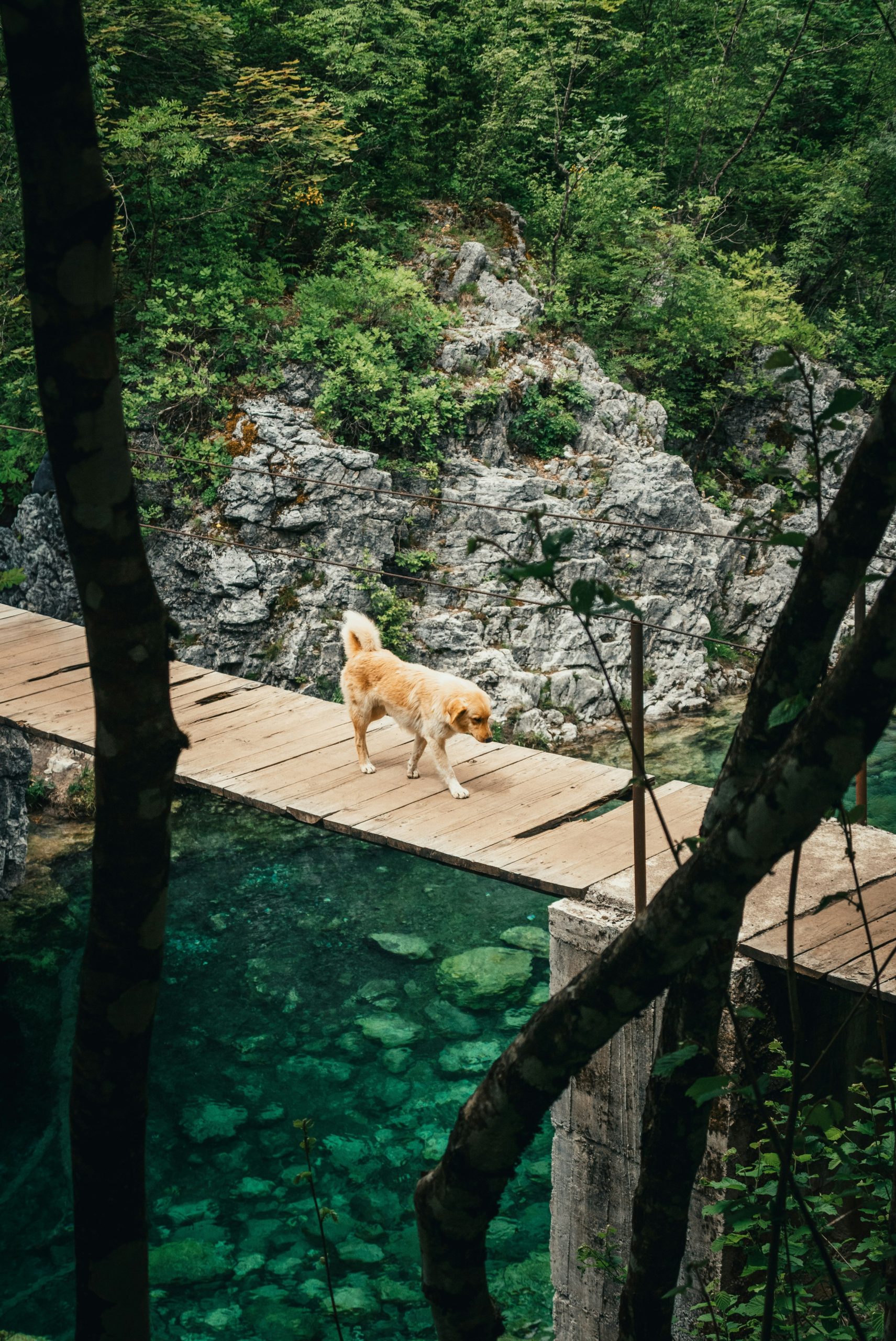 Golden dog on wooden bridge over clear turquoise river.