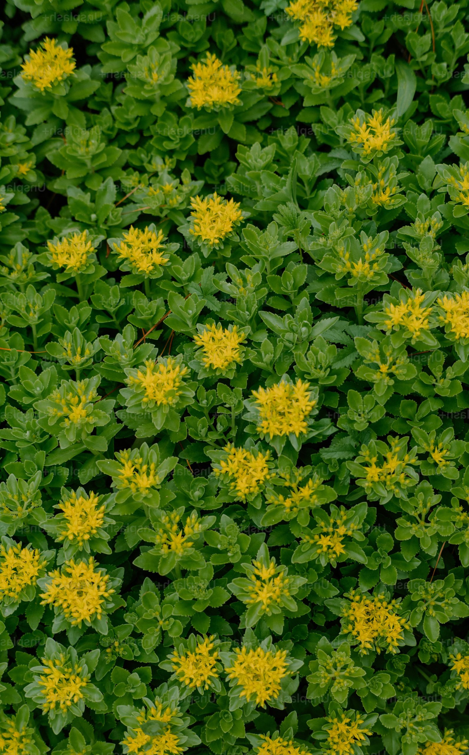 Green ground cover with small yellow flowers