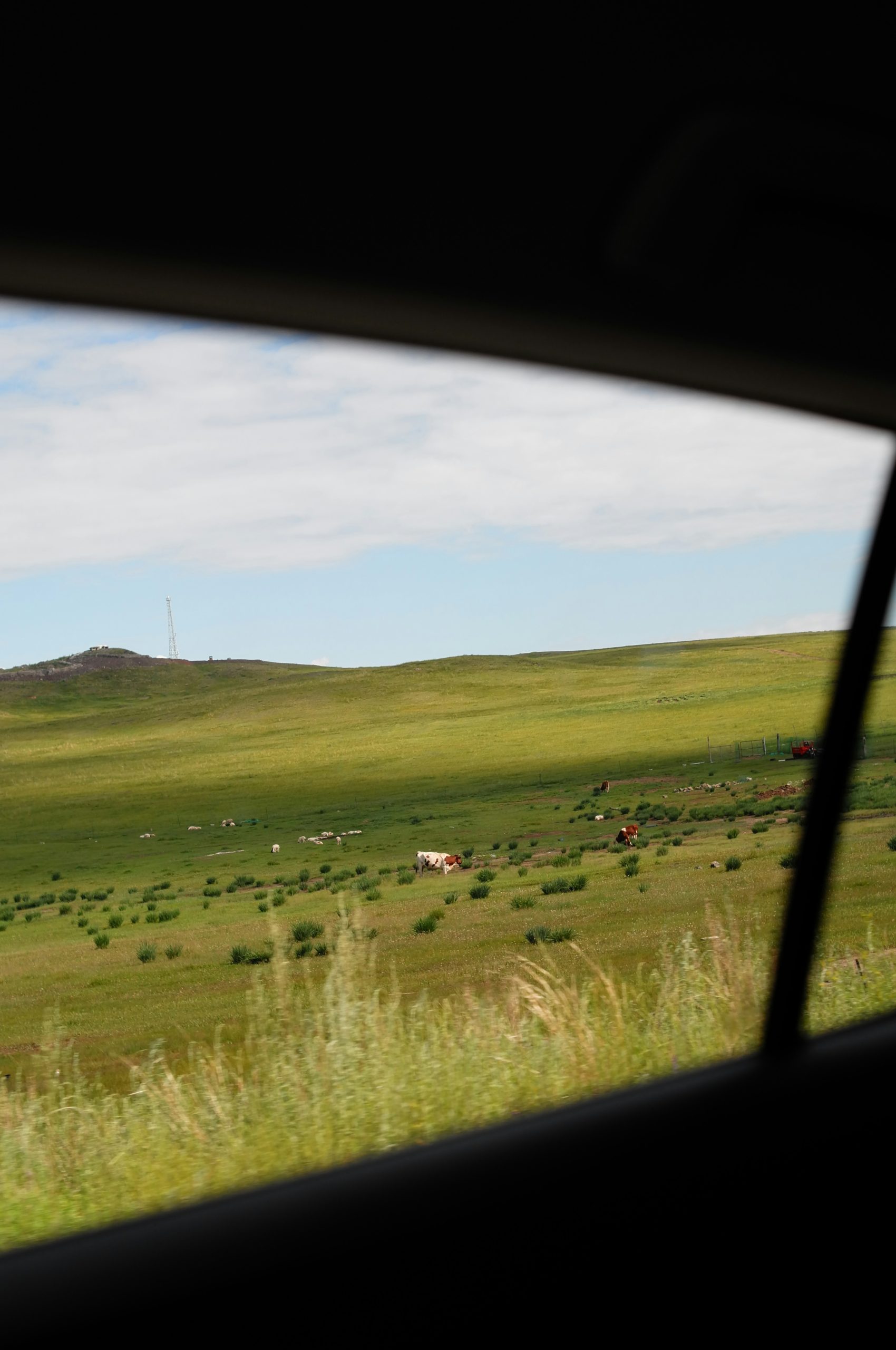 Green hillside with cows seen through a car window.