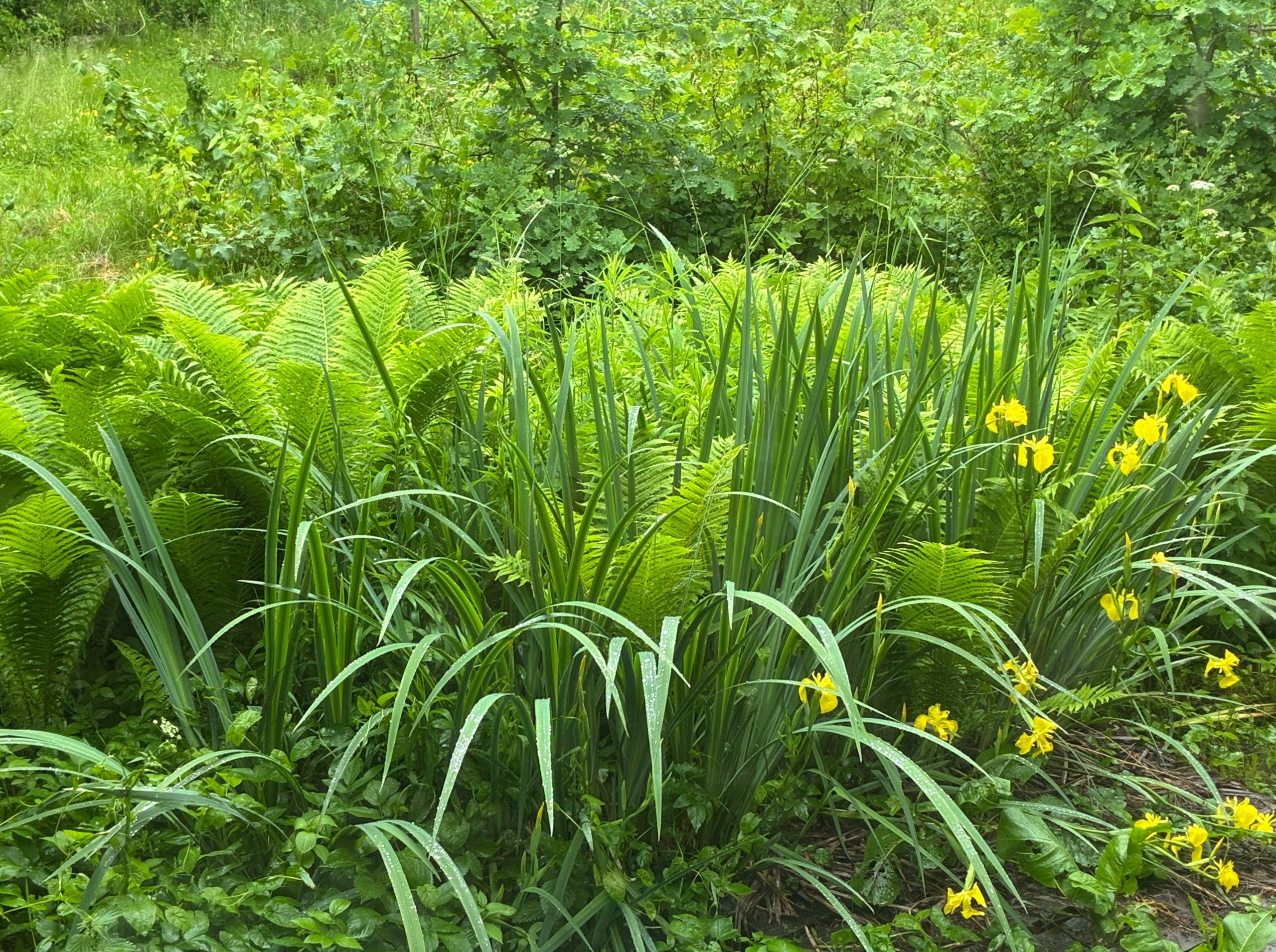 Lush green foliage with vibrant yellow iris flowers.