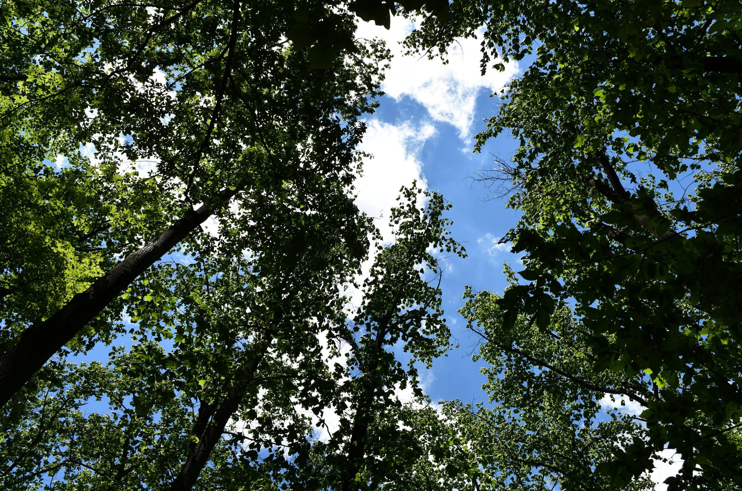 Lush green trees reaching towards a bright blue sky.
