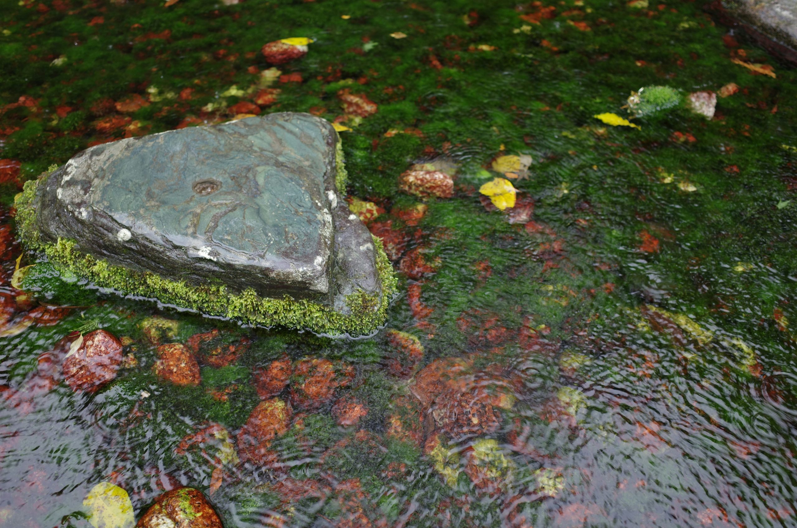 Mossy rock in a shallow stream with autumn leaves.
