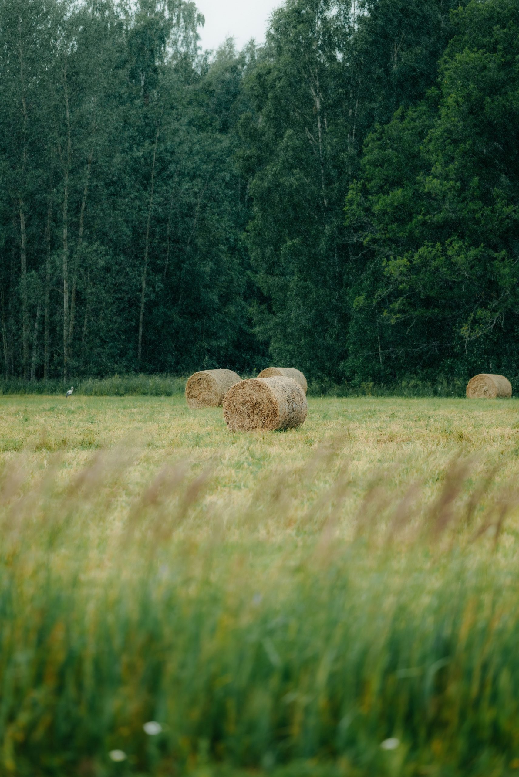 Round hay bales in a green field near a forest.
